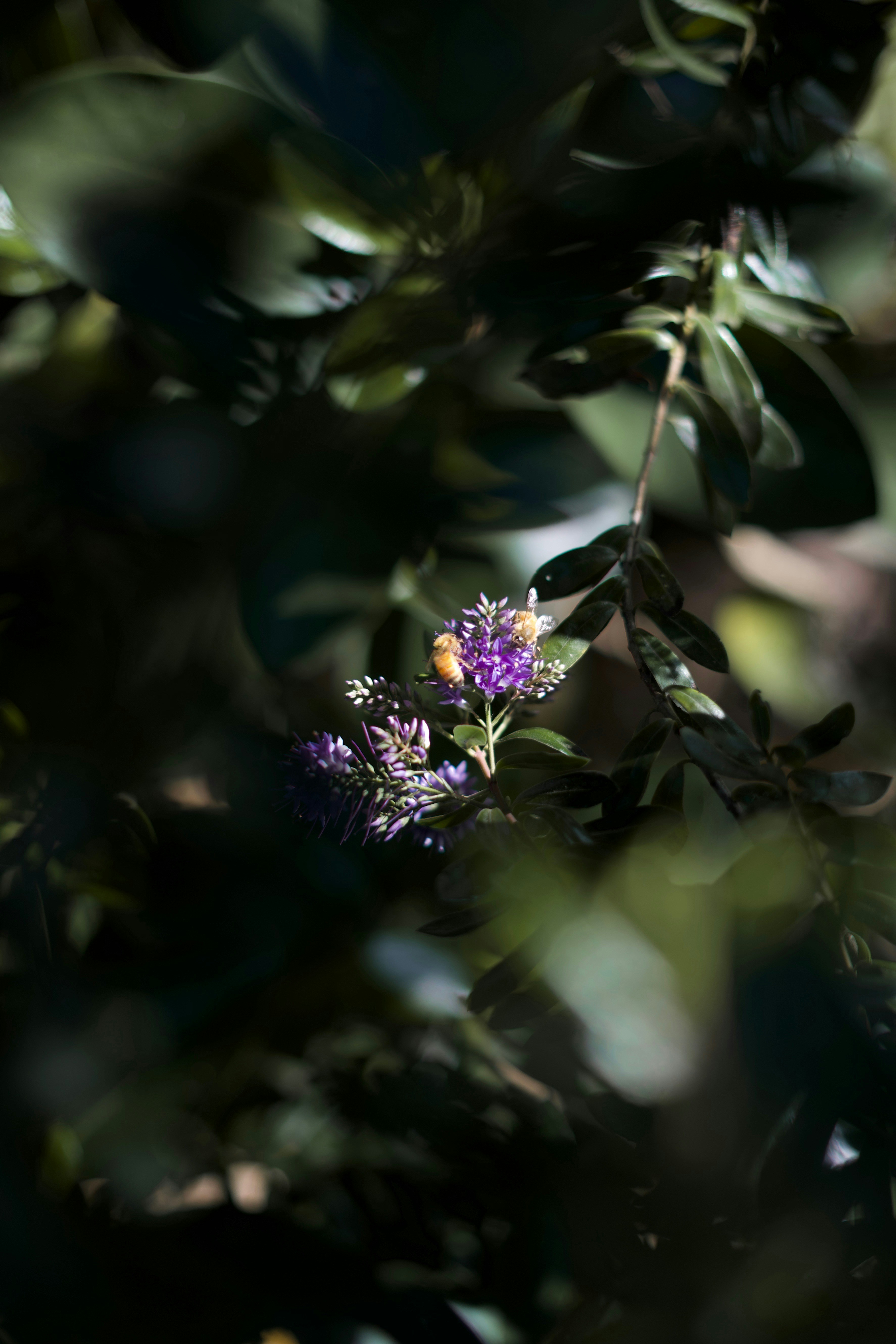 Photo by kris_verityamm