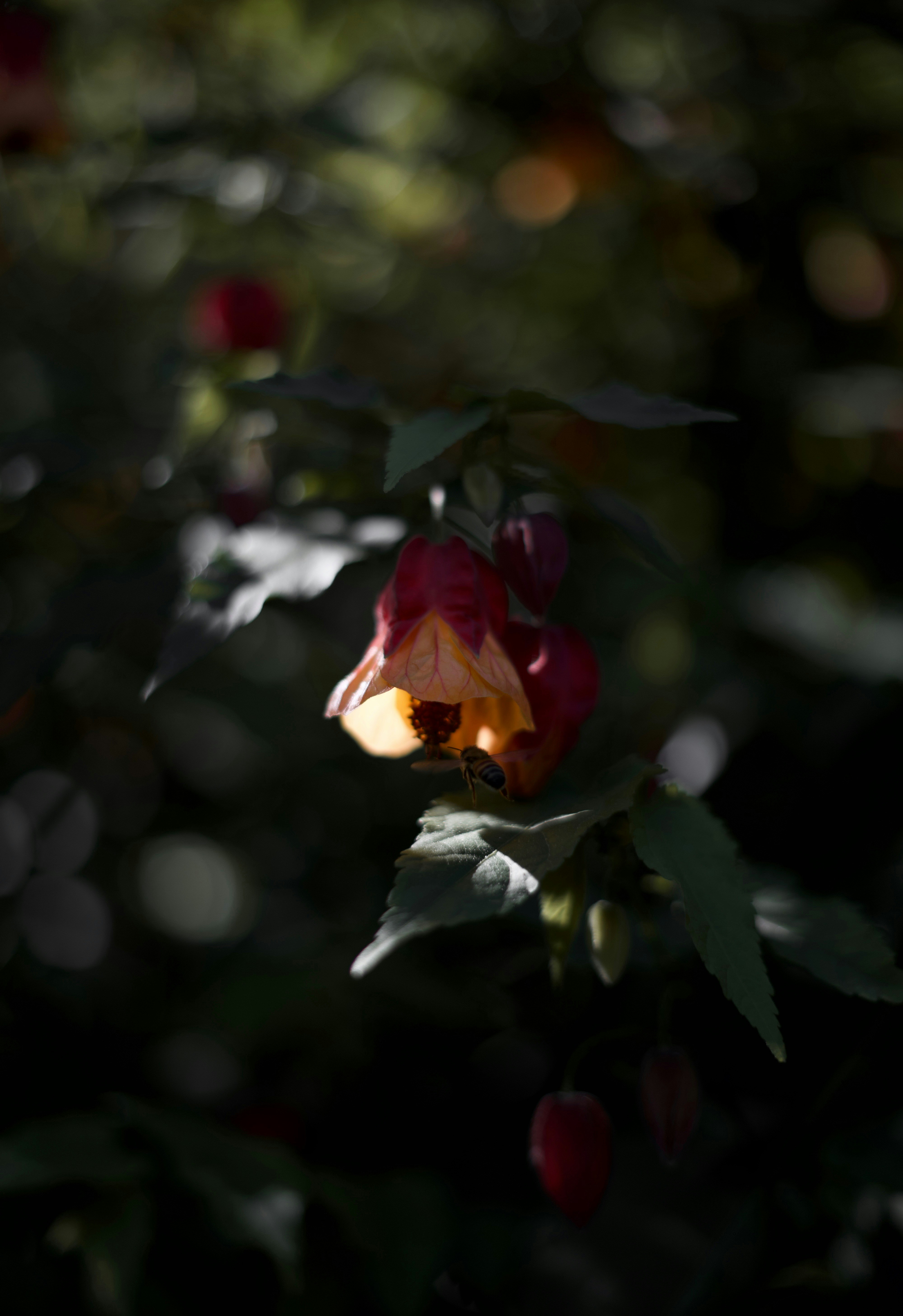 Photo by kris_verityamm