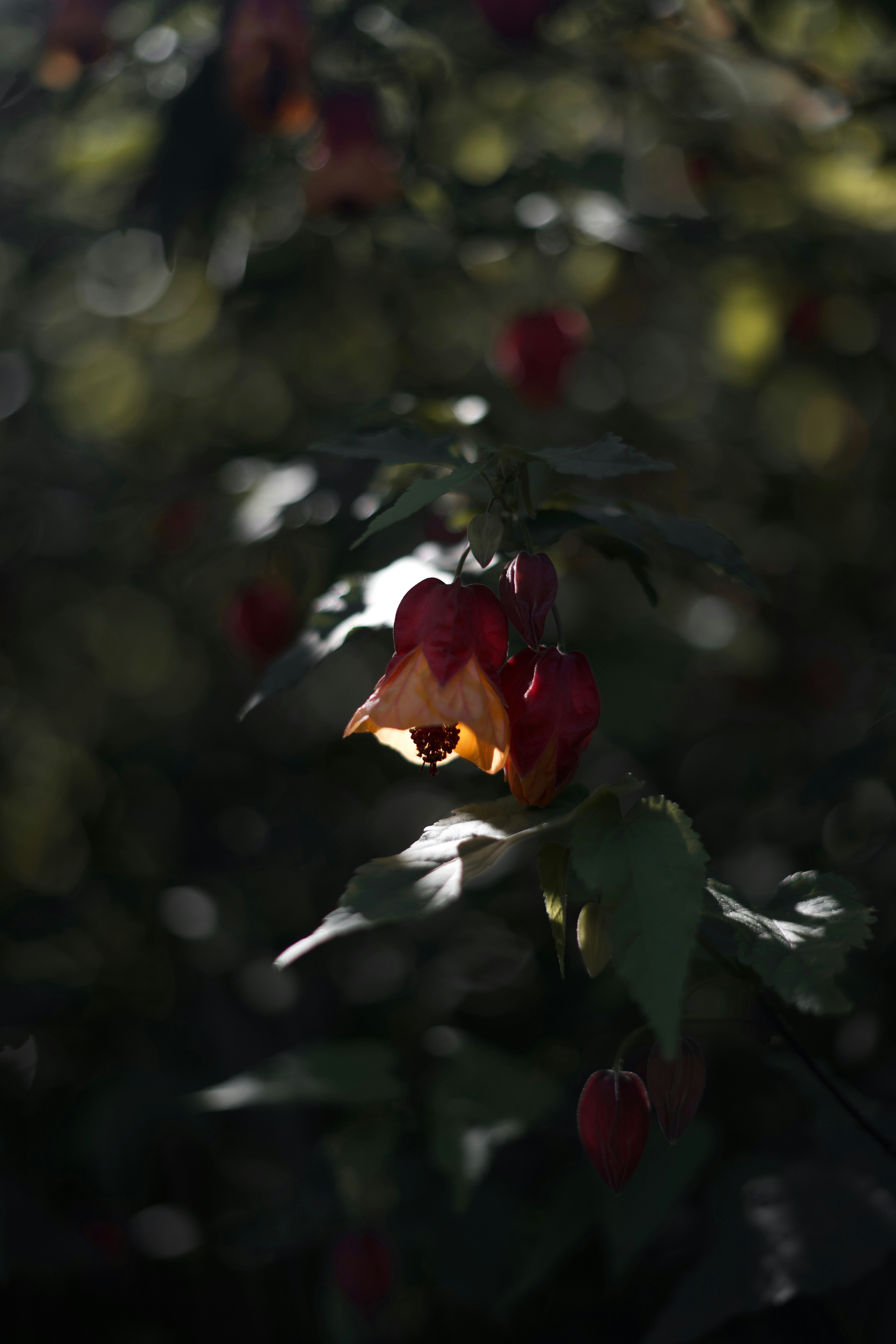 Photo by kris_verityamm