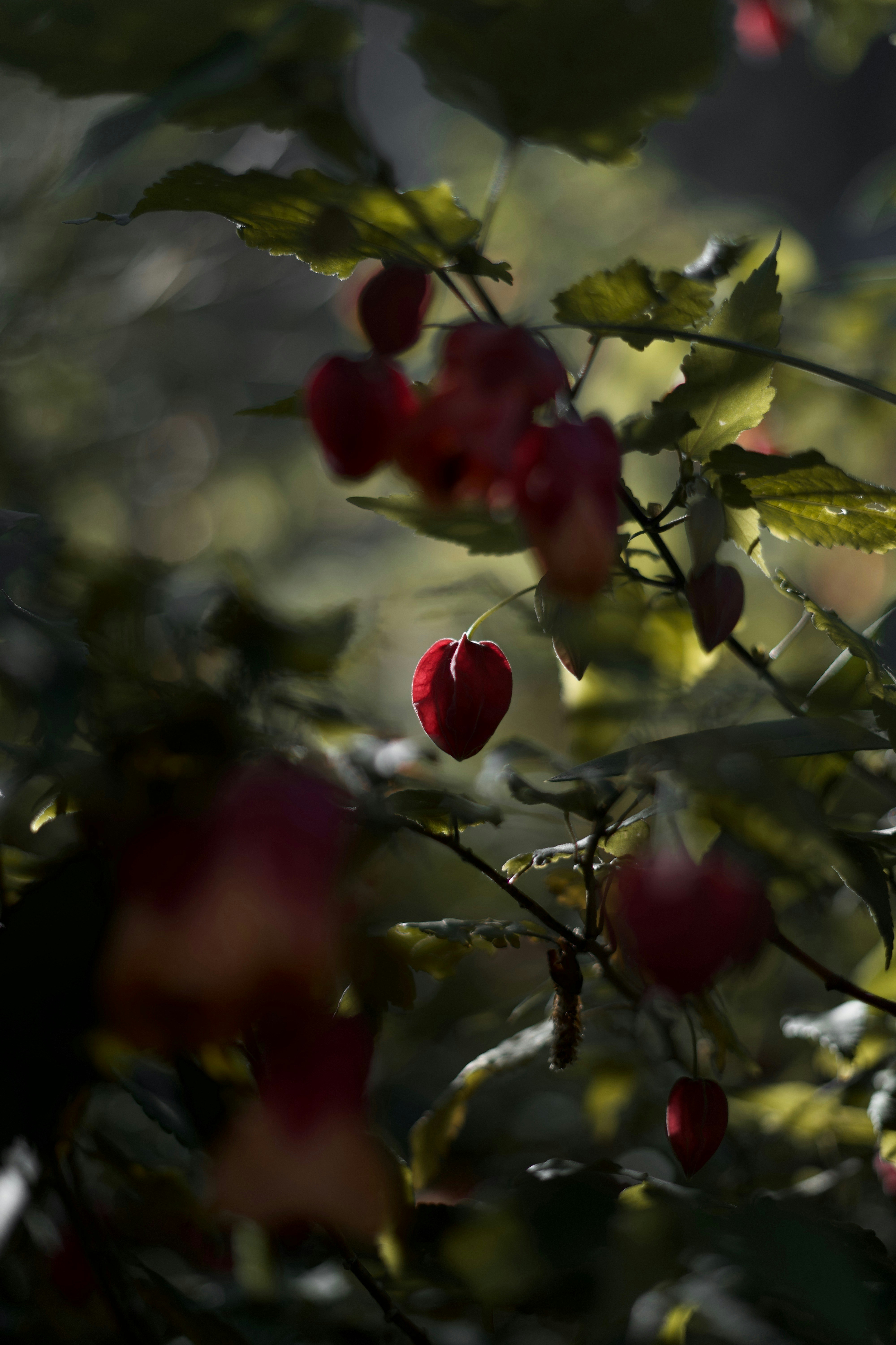 Photo by kris_verityamm