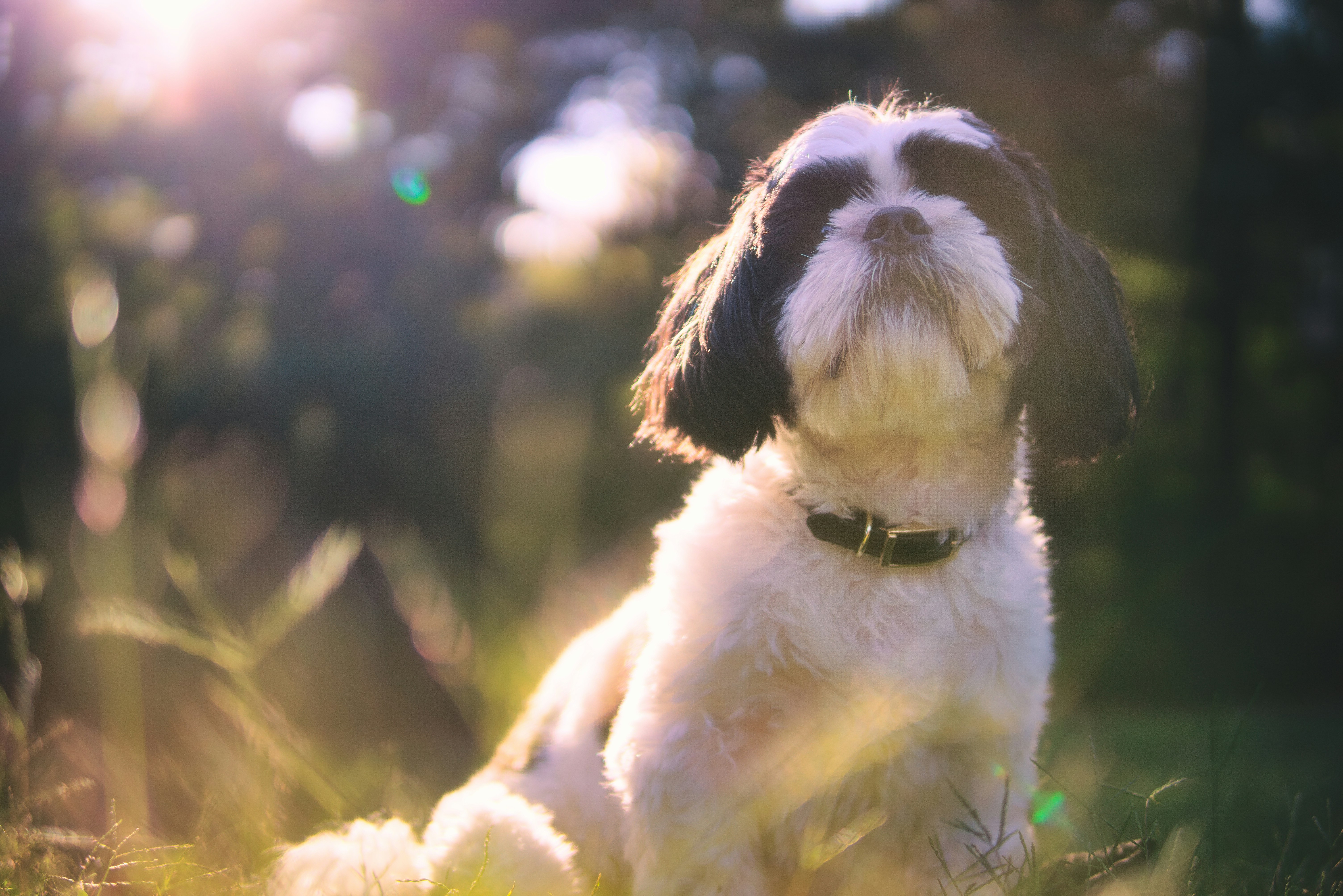 Ein weiß-schwarzer Hund, der im Gras sitzt
