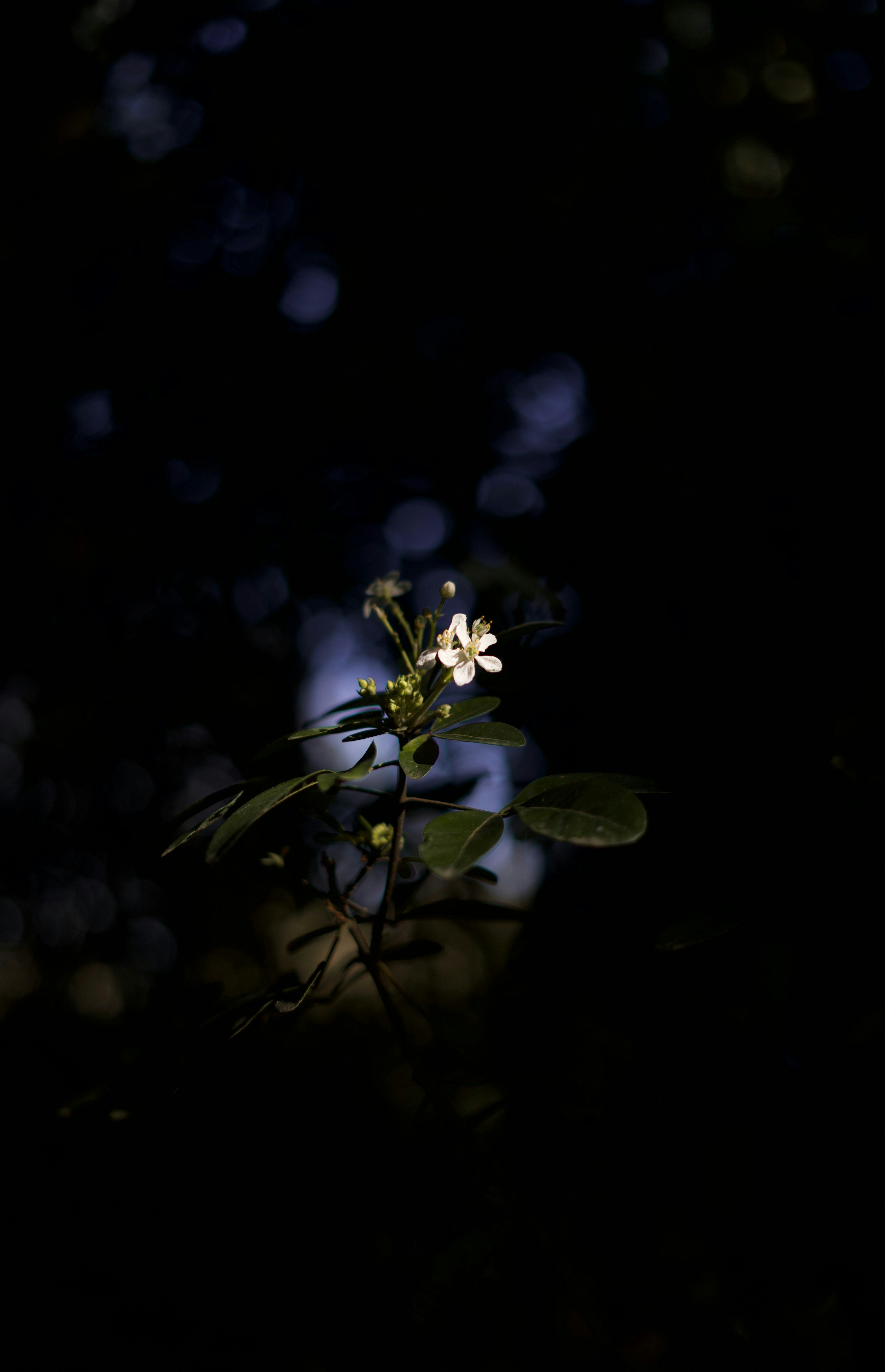 Photo by kris_verityamm