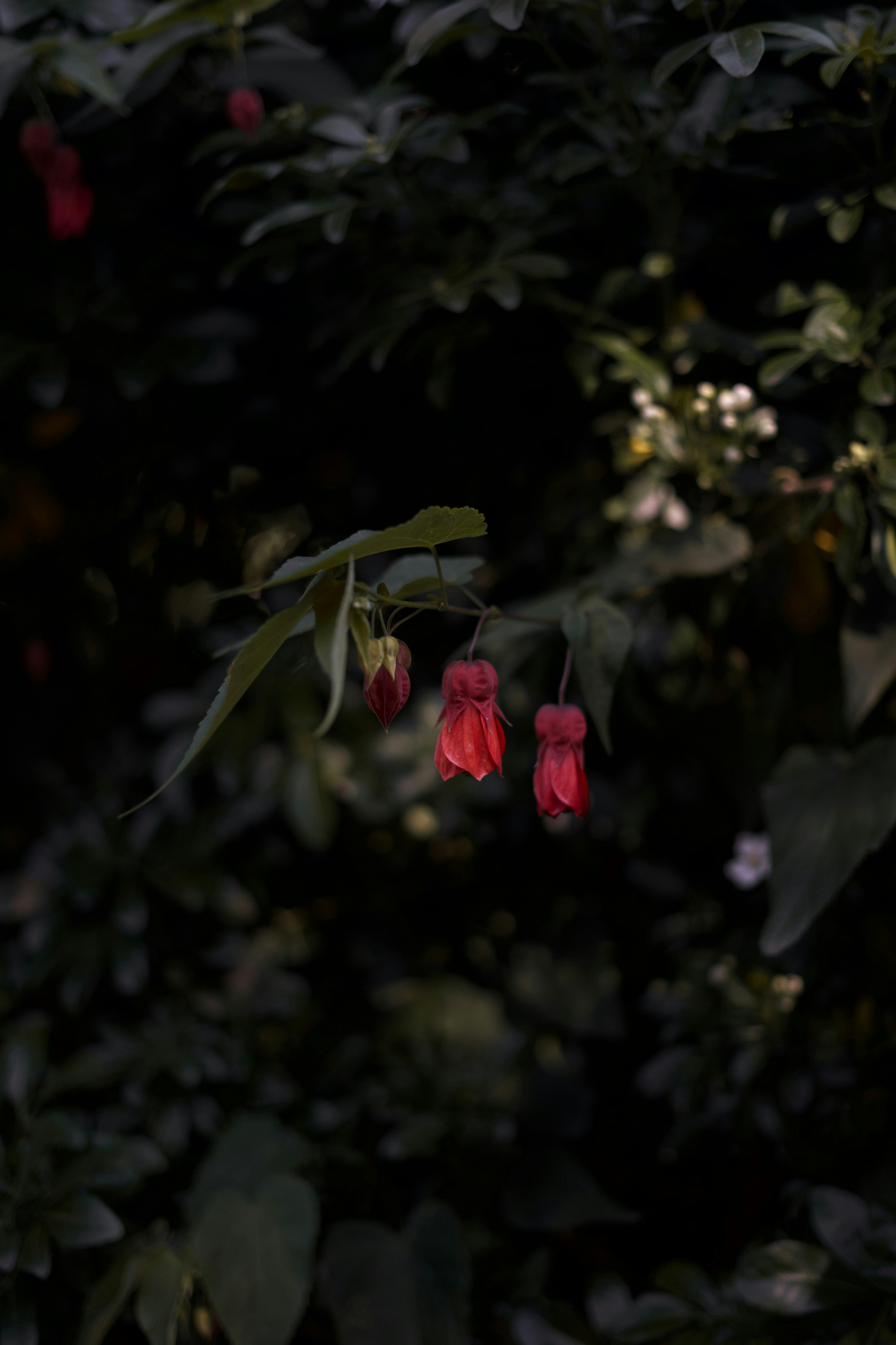 Photo by kris_verityamm