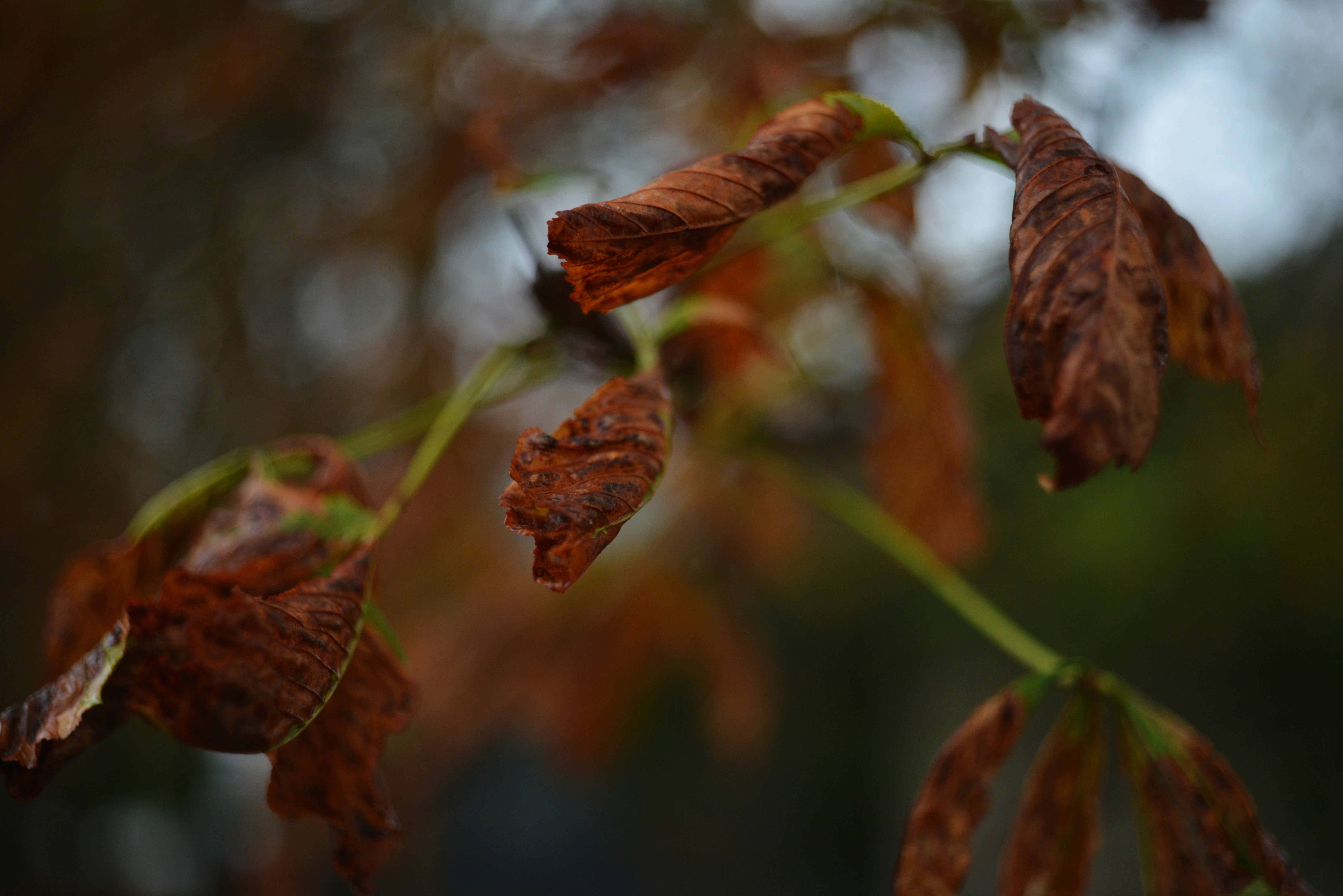 Photo by cherstve_pechivo