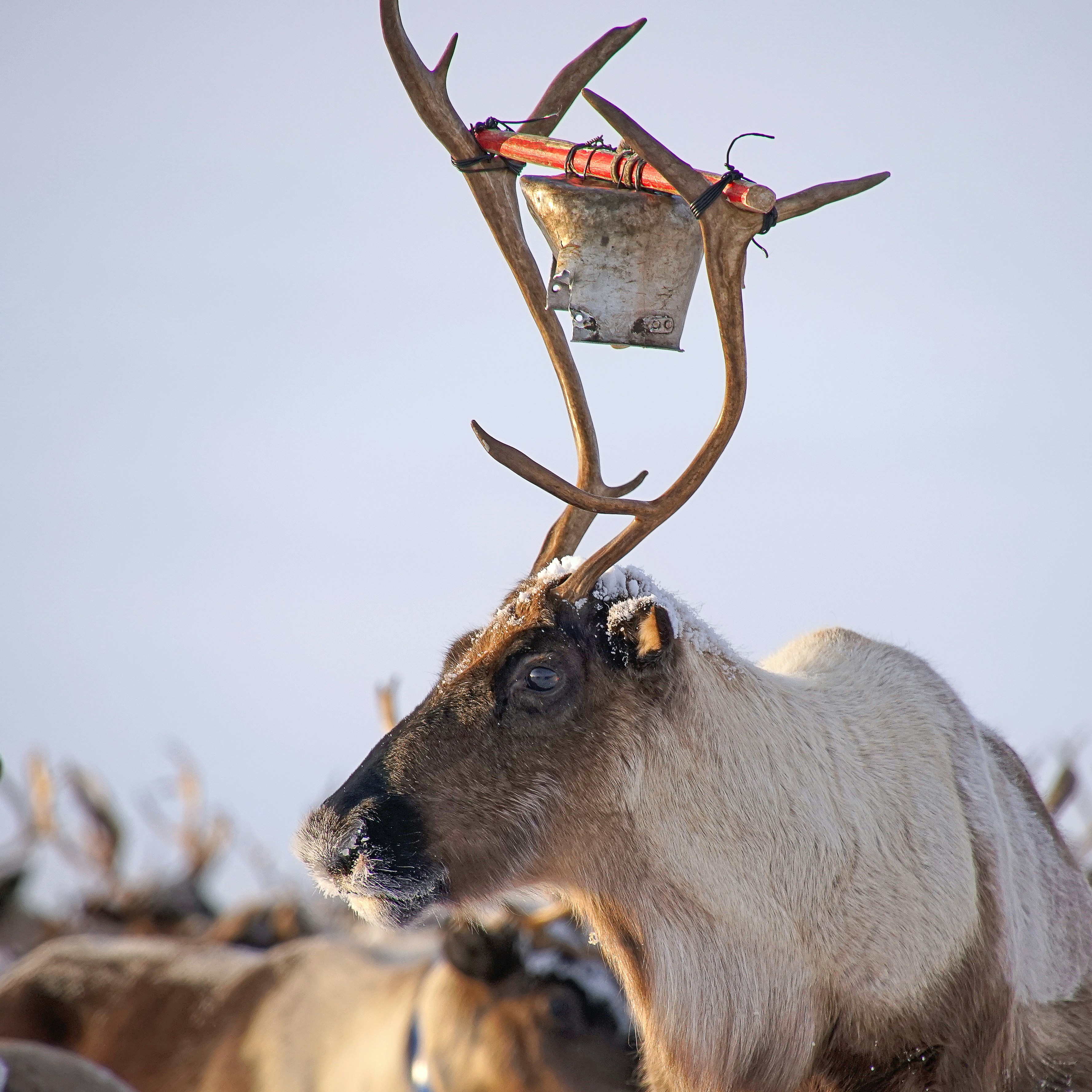 A herd of elk standing next to each other
