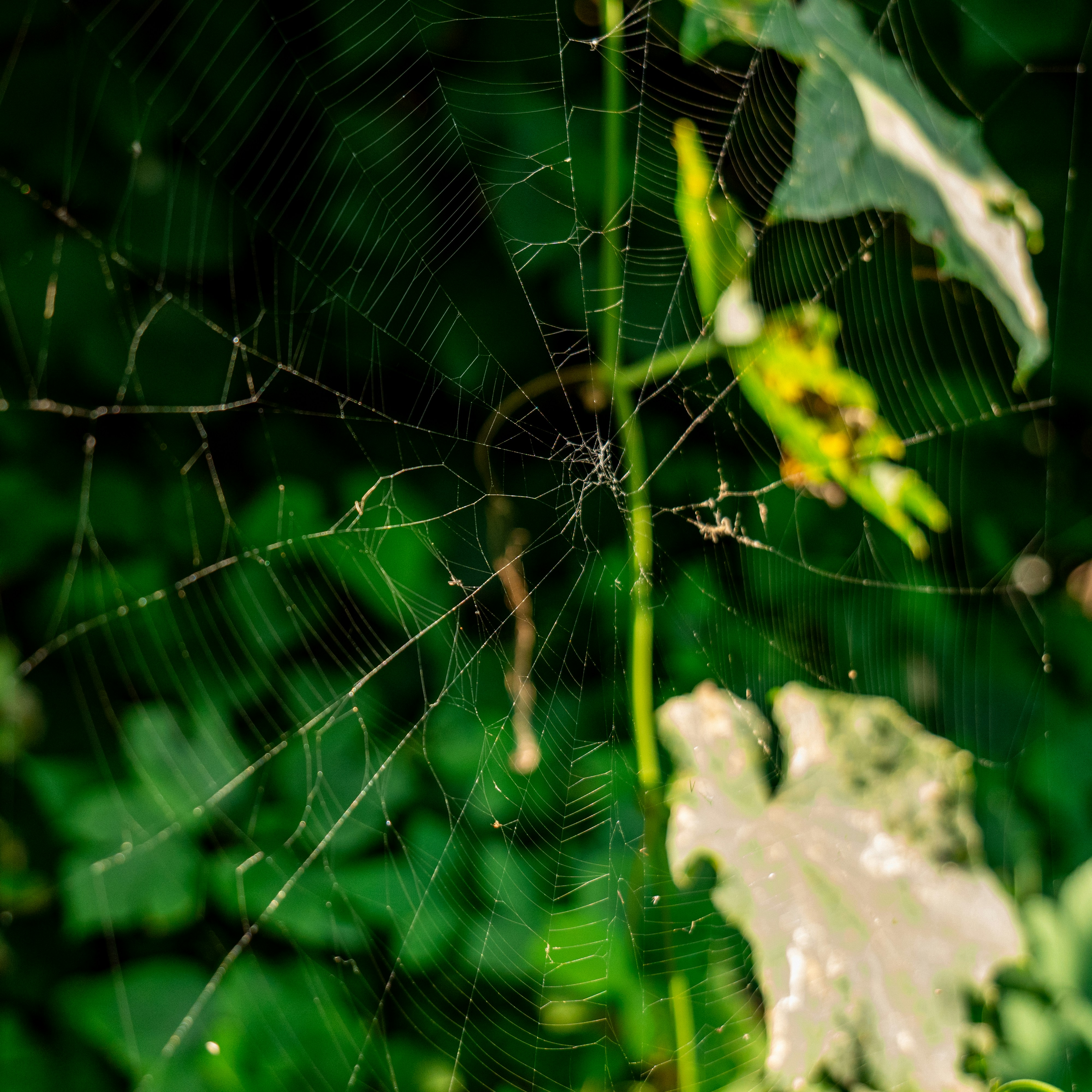 Photo by aasing_gwok