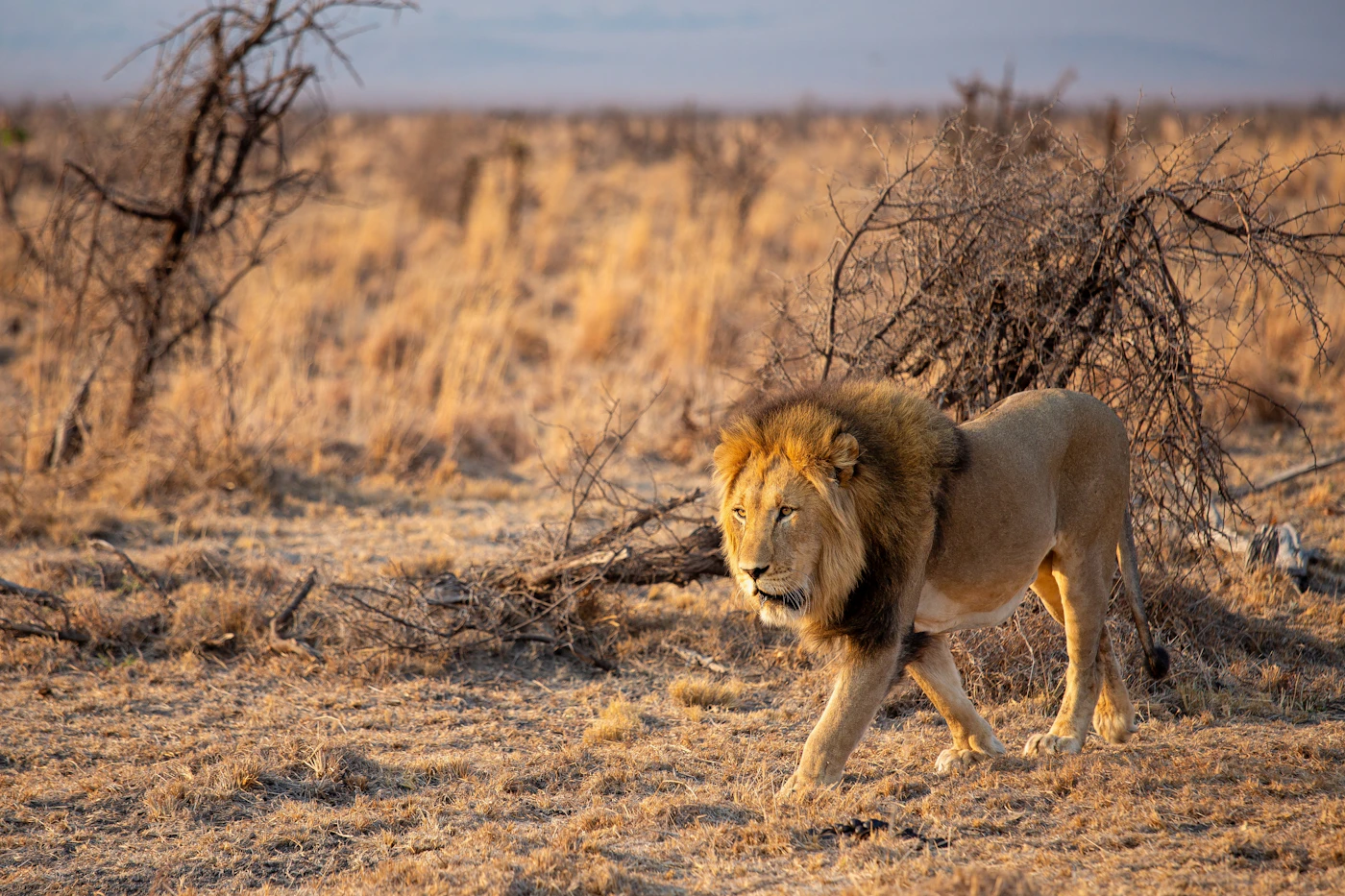 A lion walking across dry, pale grass in the Masai Mara