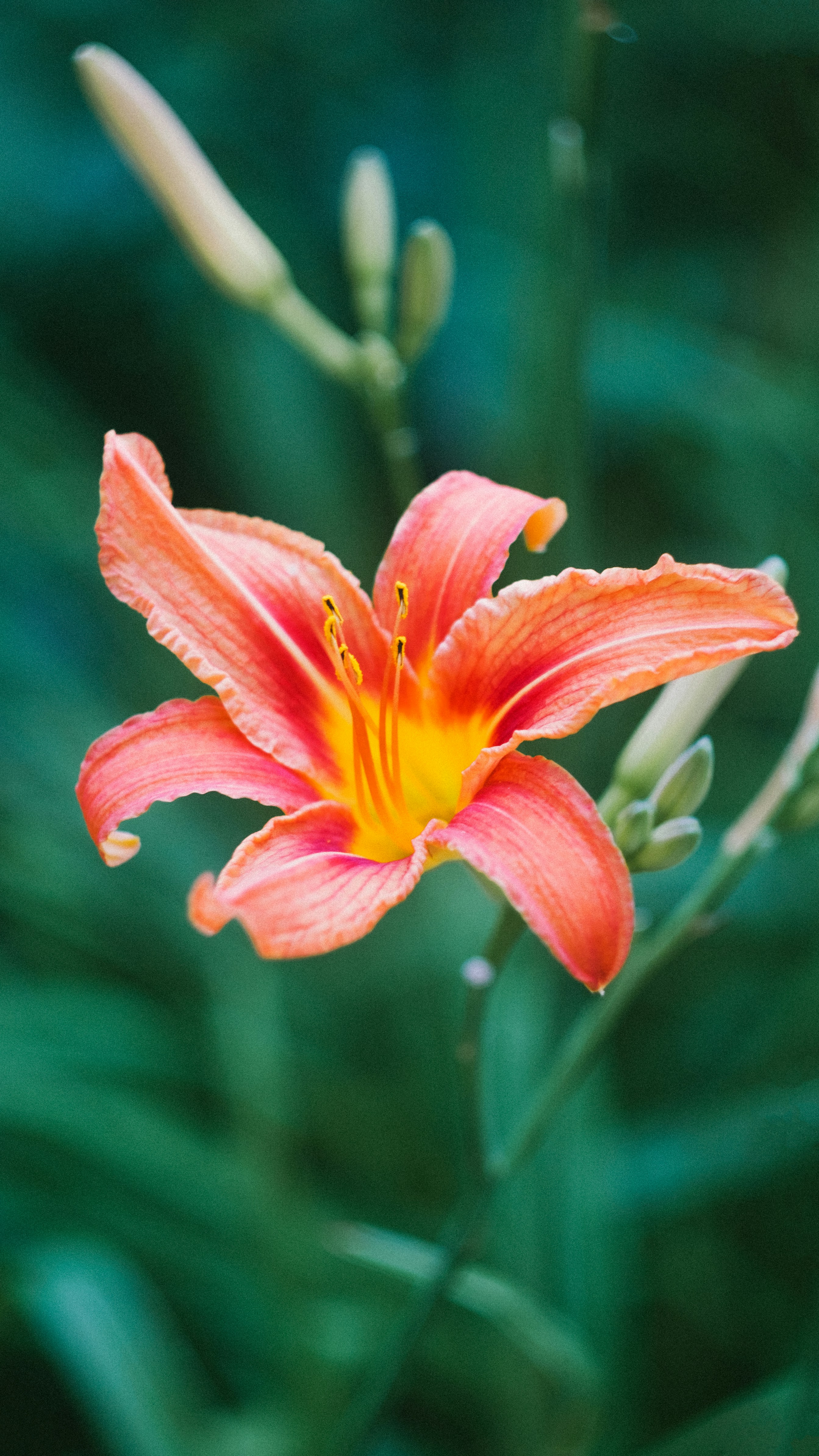 Photo by danilahalorw