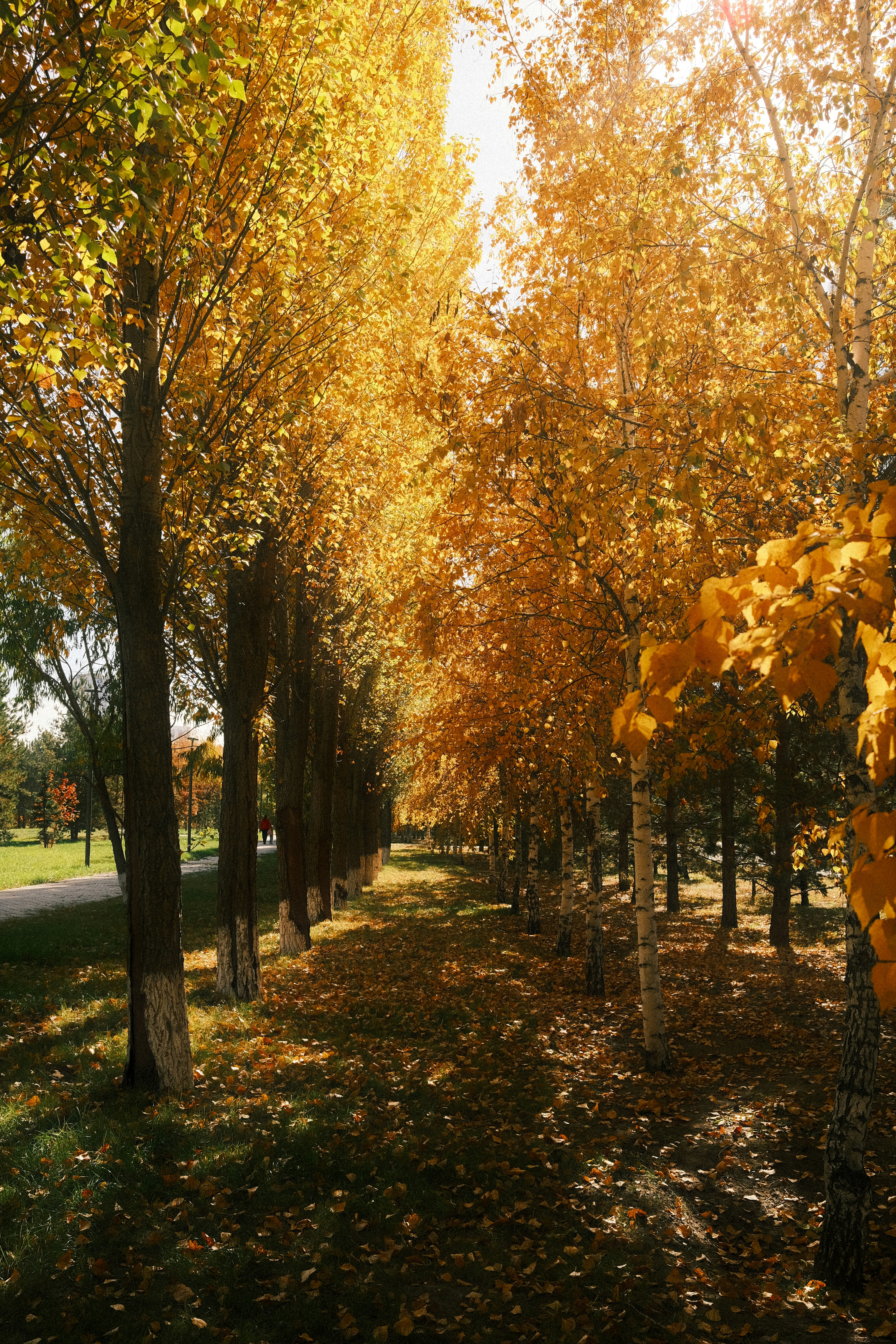 Photo by forzaalisherka