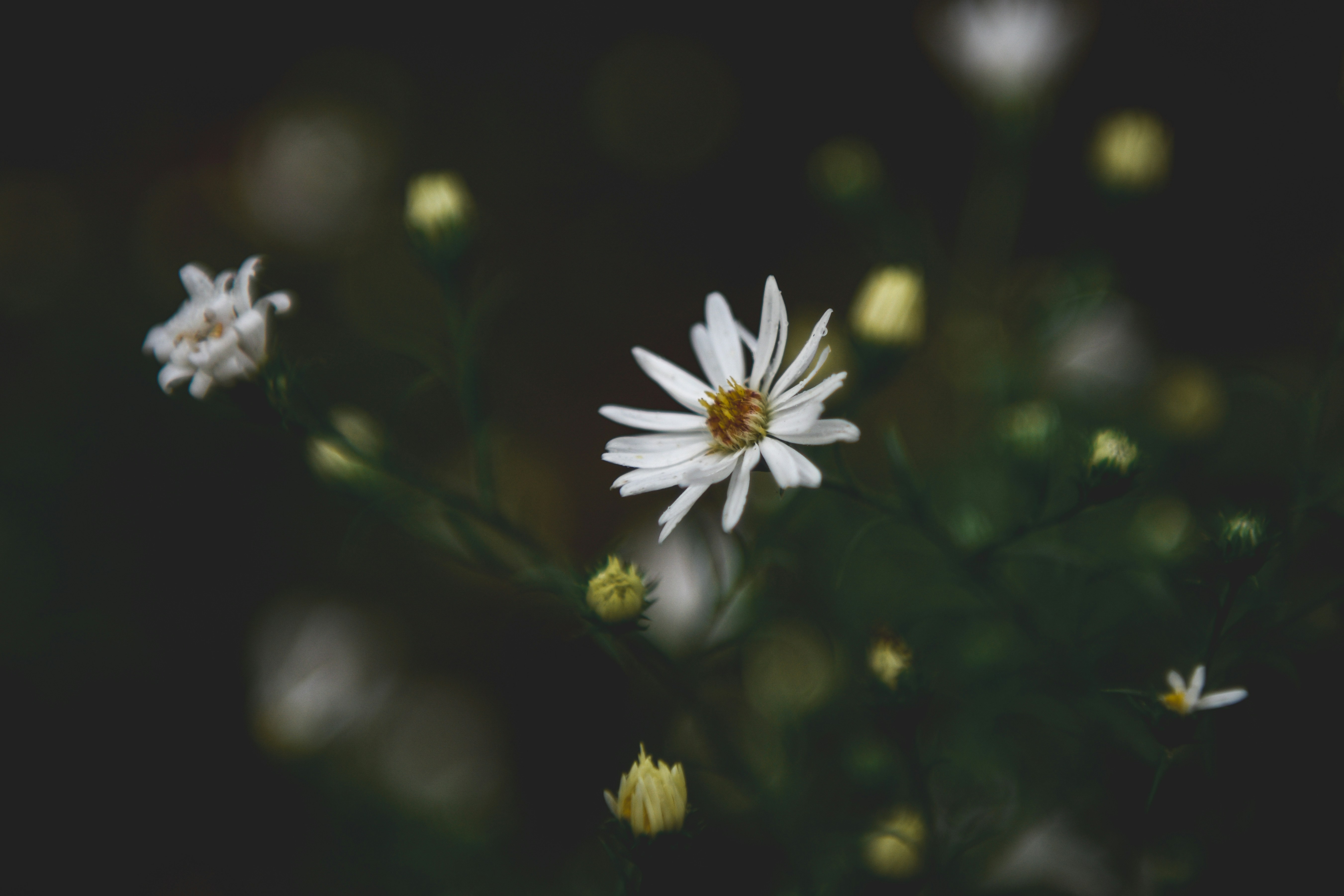 Photo by freefolkphoto