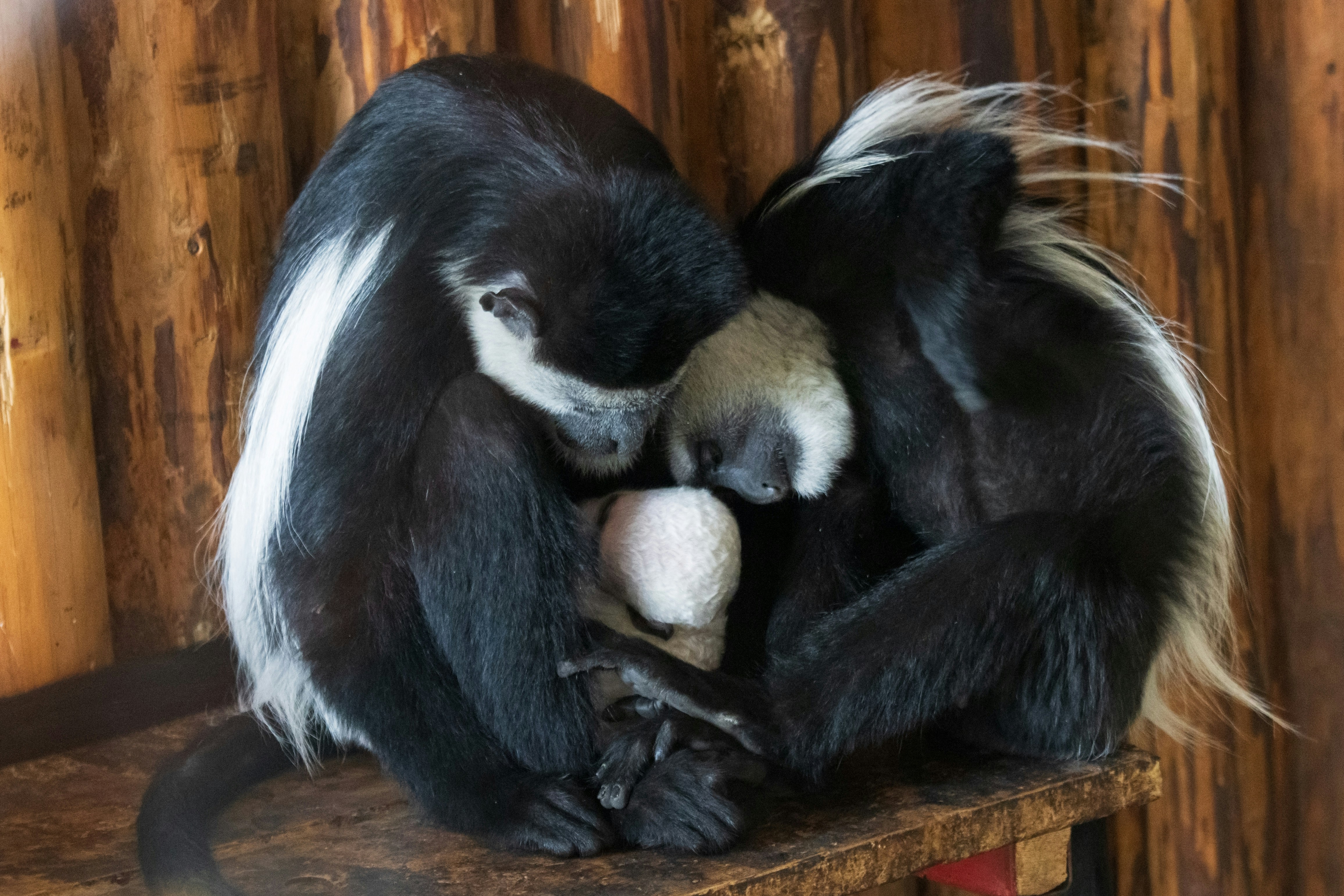 Photo by mechaowlstudios