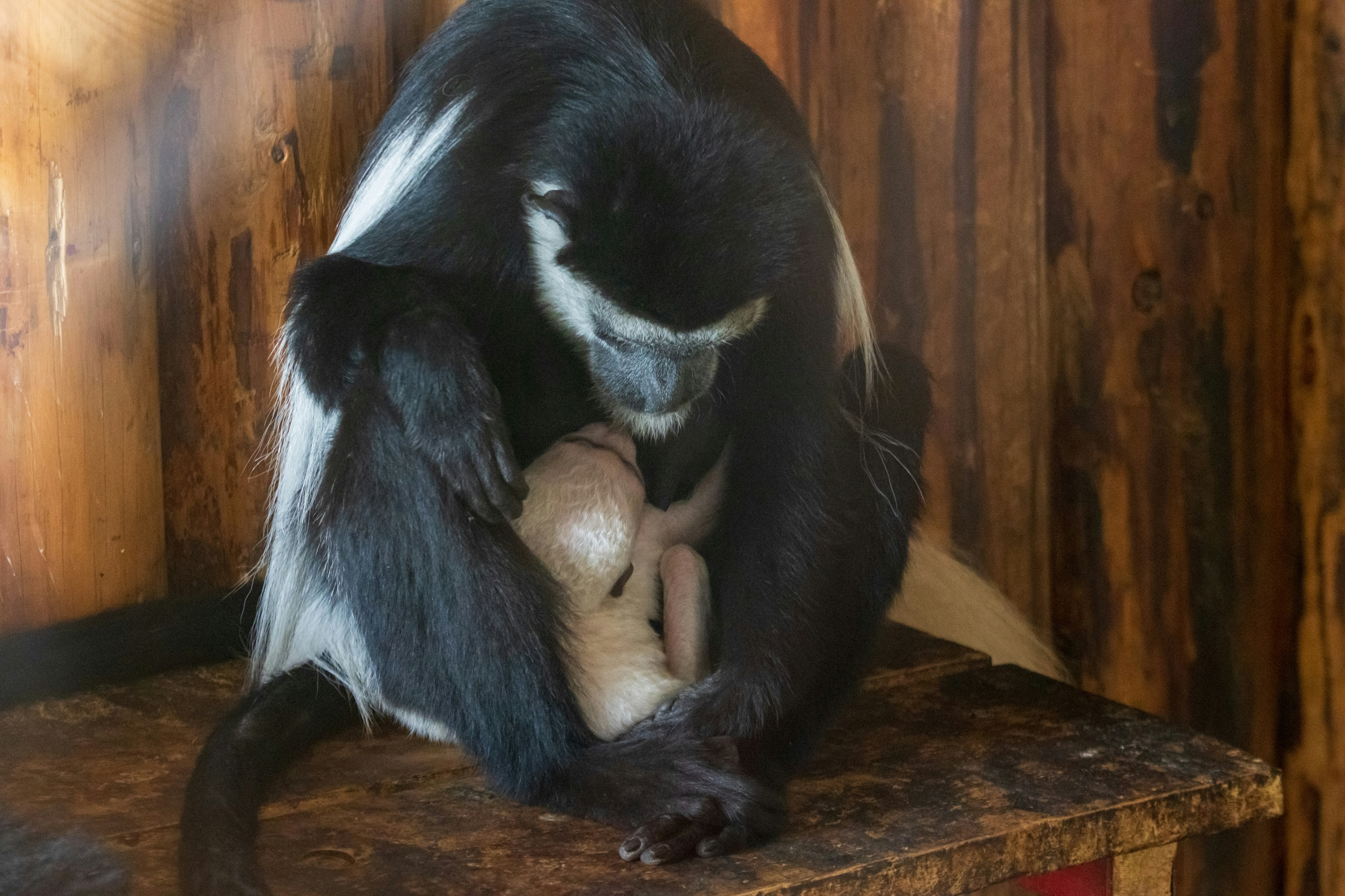 Photo by mechaowlstudios