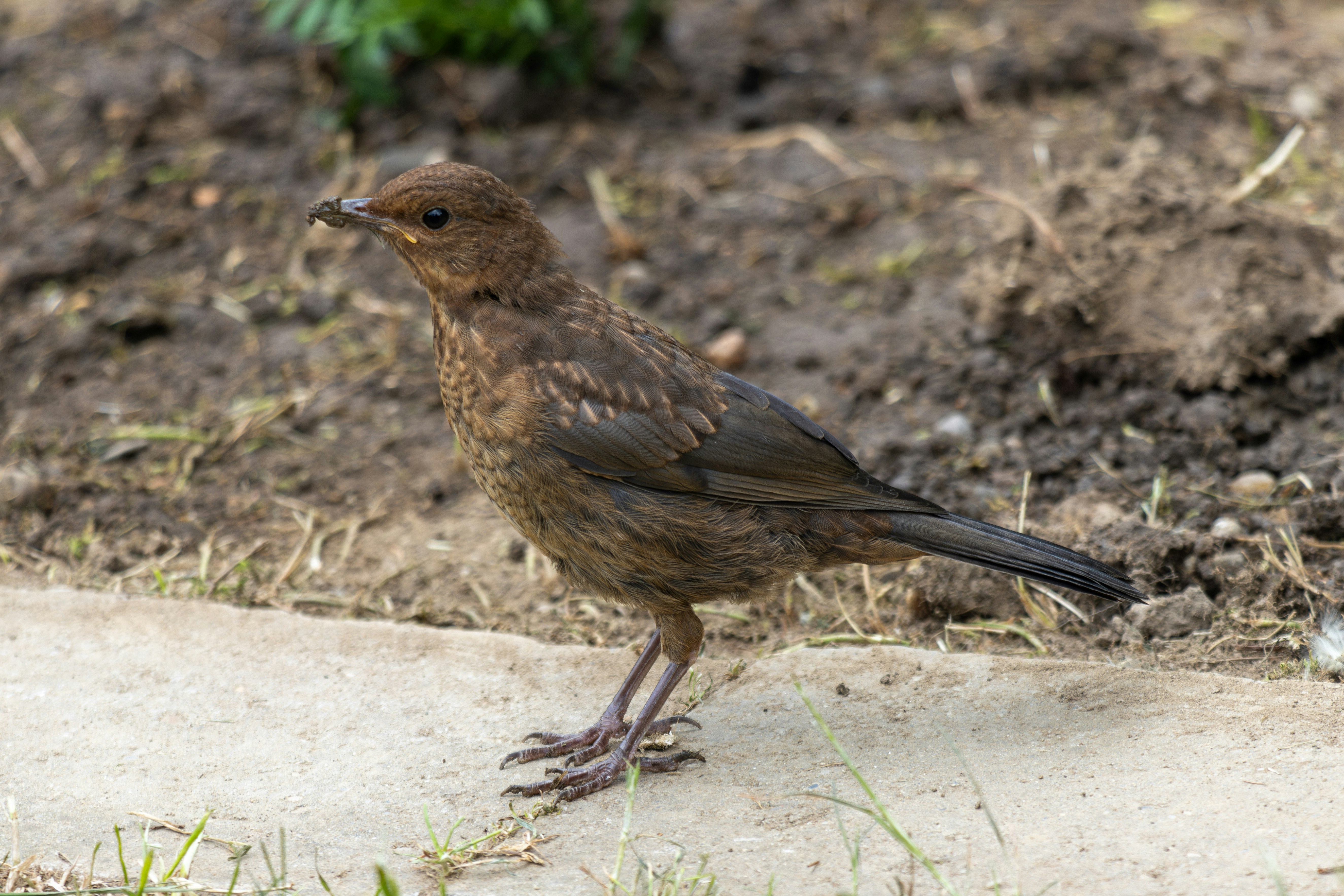 Photo by mechaowlstudios