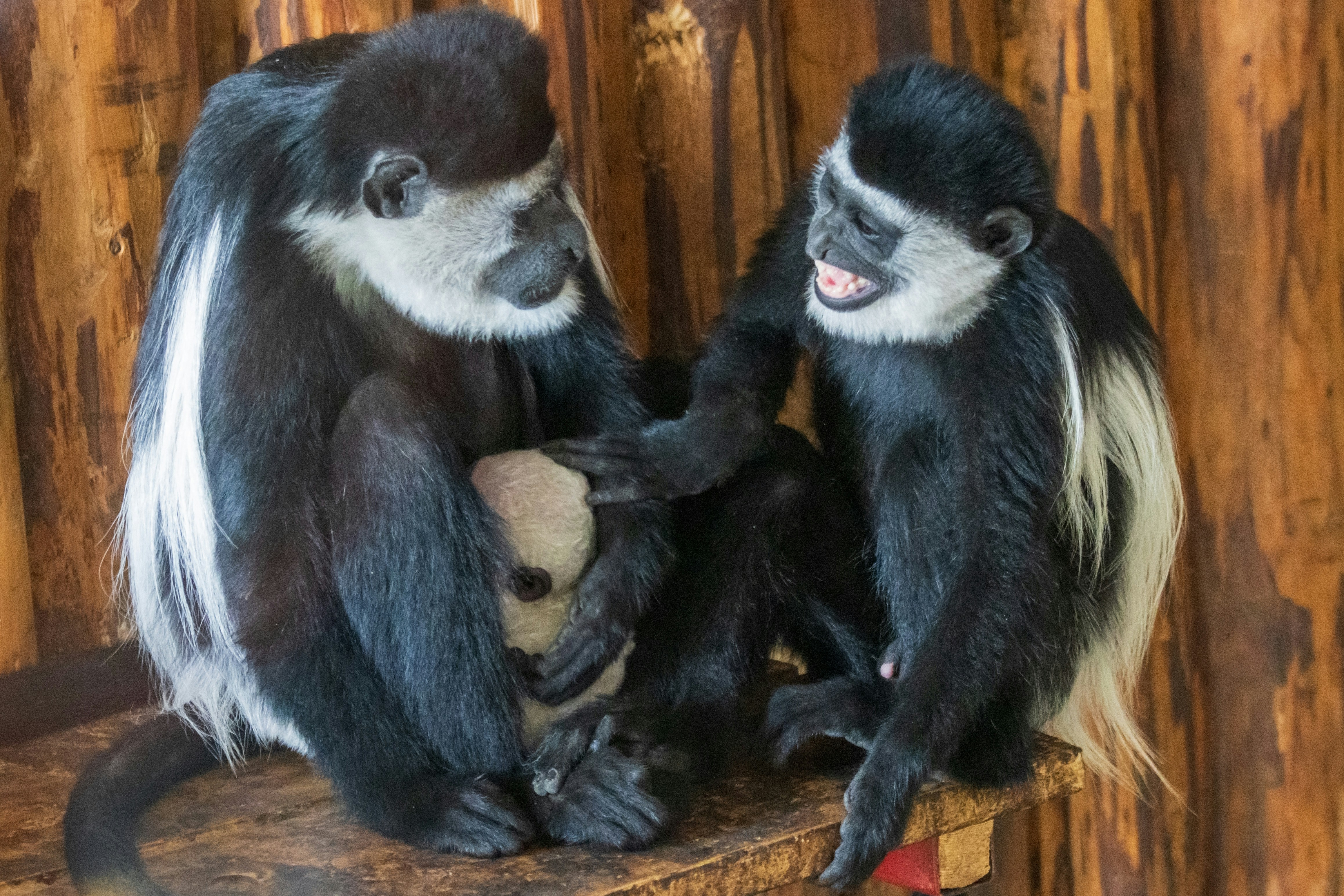 Photo by mechaowlstudios