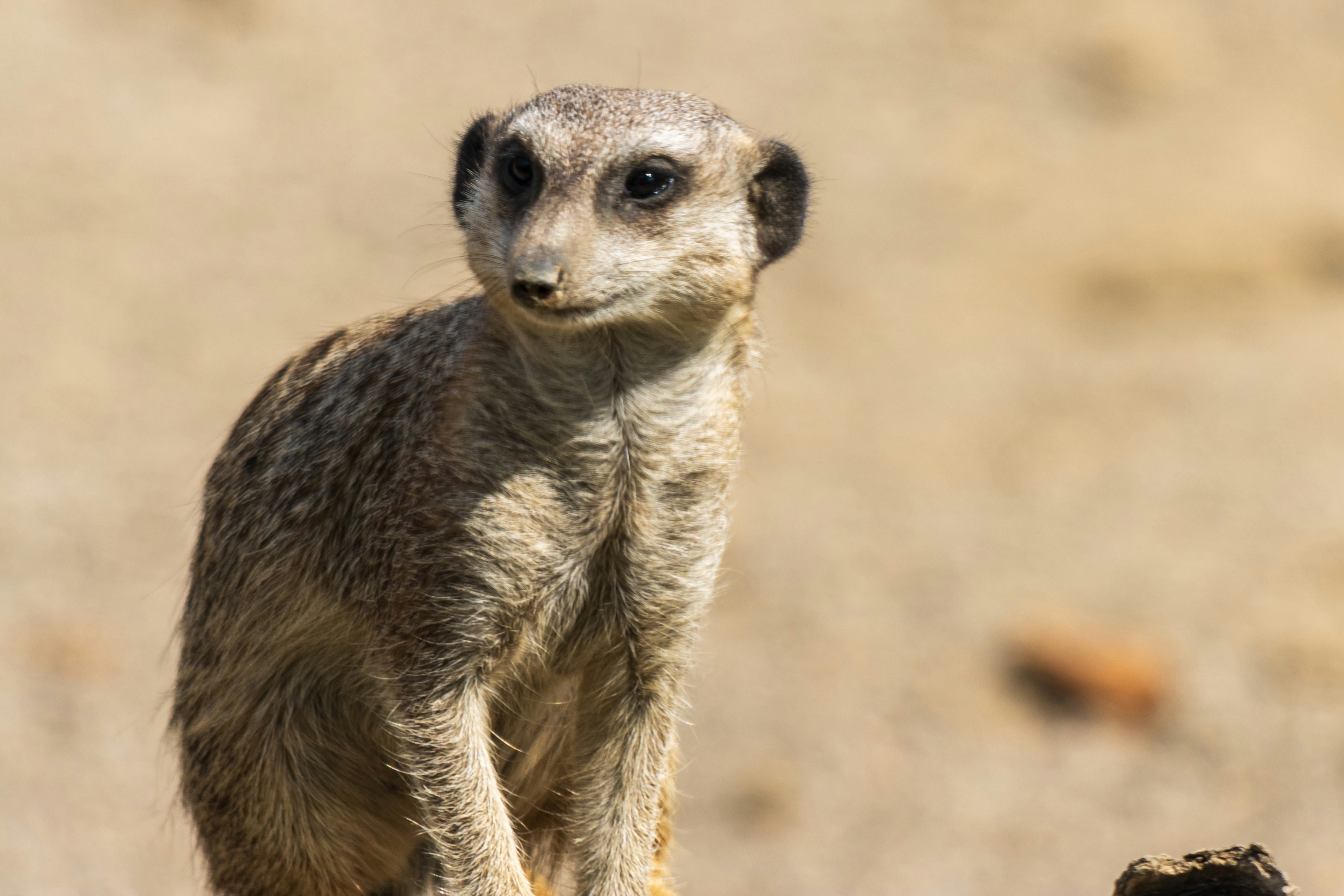 Photo by mechaowlstudios