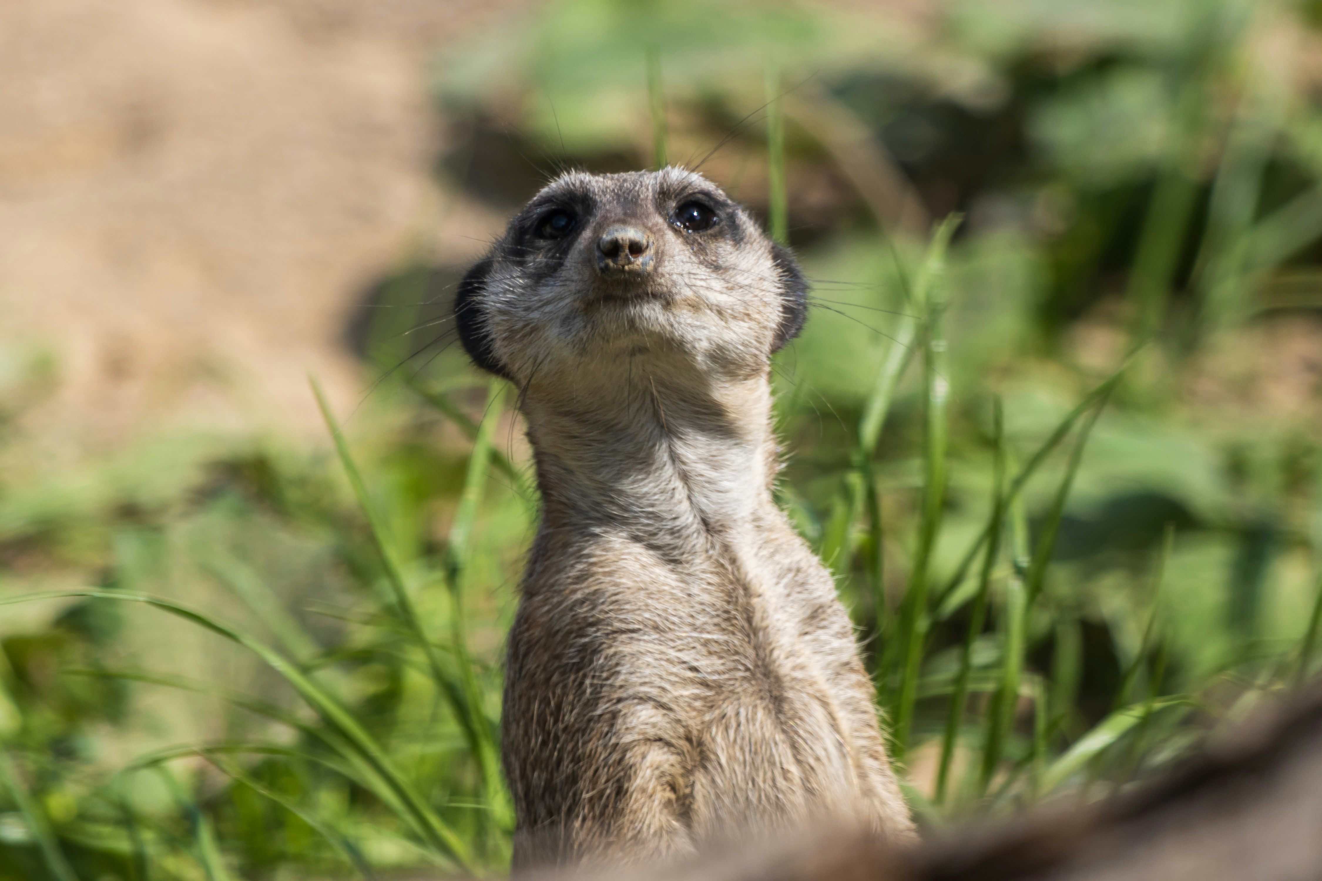 Photo by mechaowlstudios