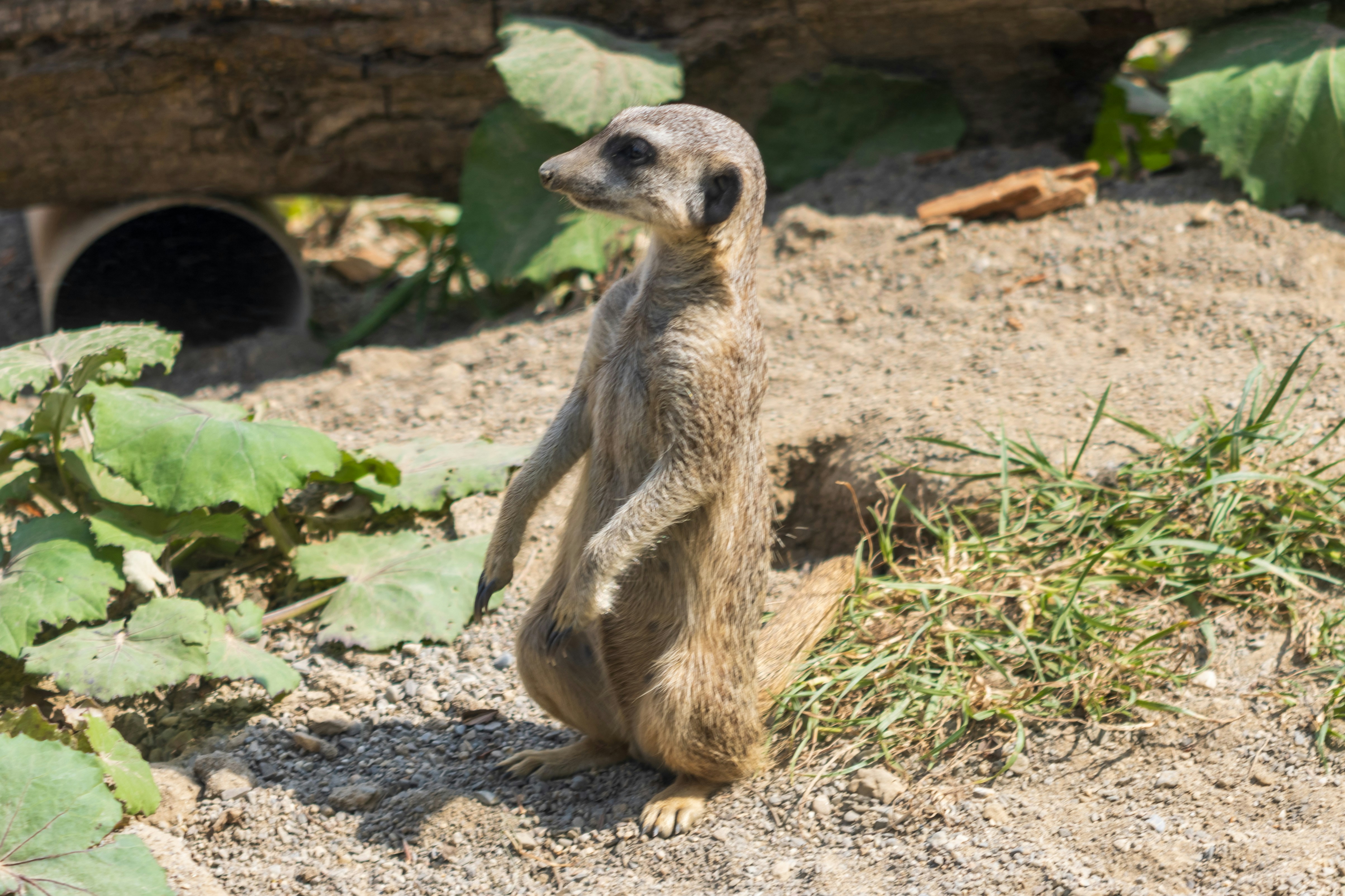 Photo by mechaowlstudios