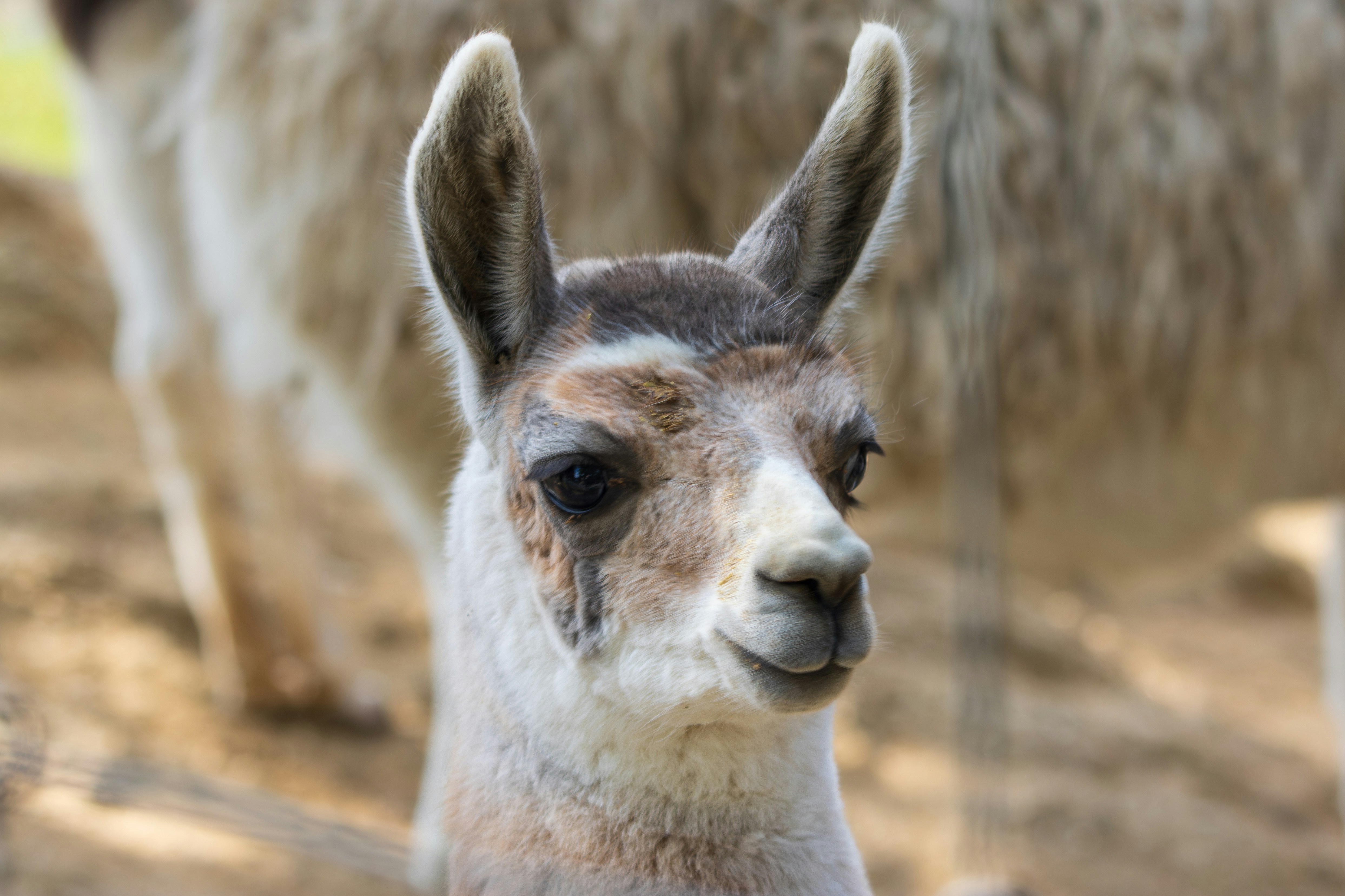 Photo by mechaowlstudios