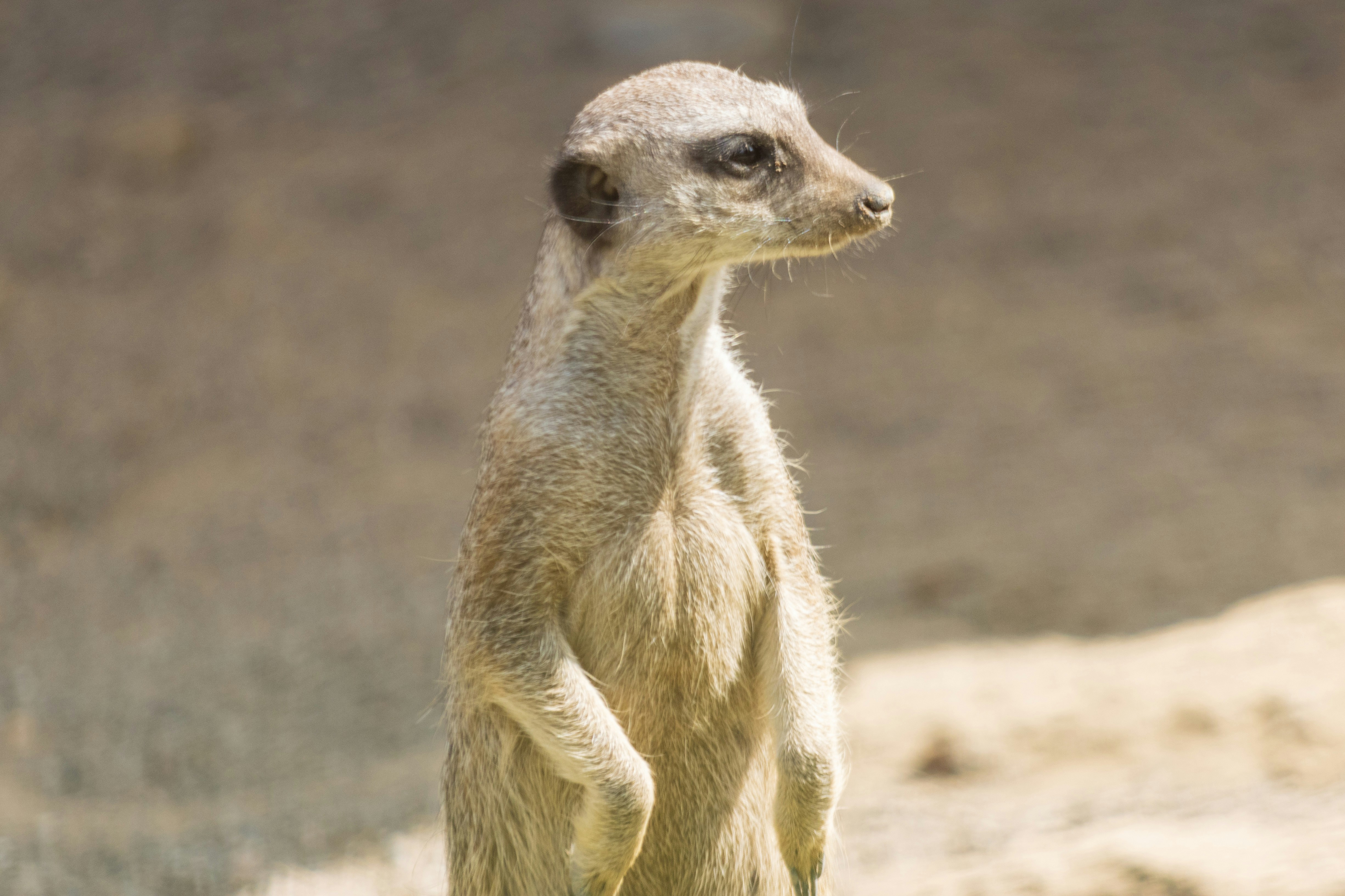 Photo by mechaowlstudios