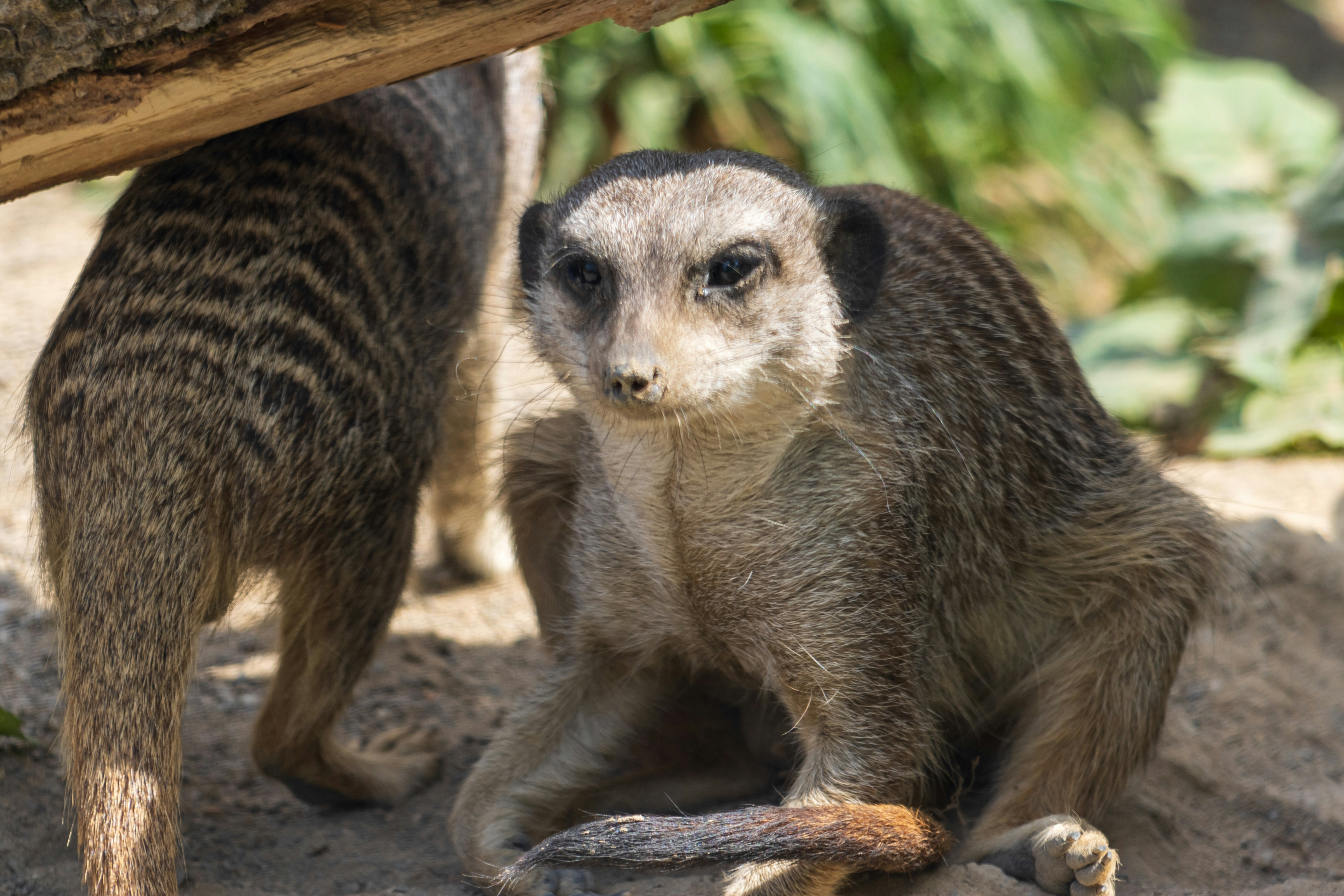 Photo by mechaowlstudios