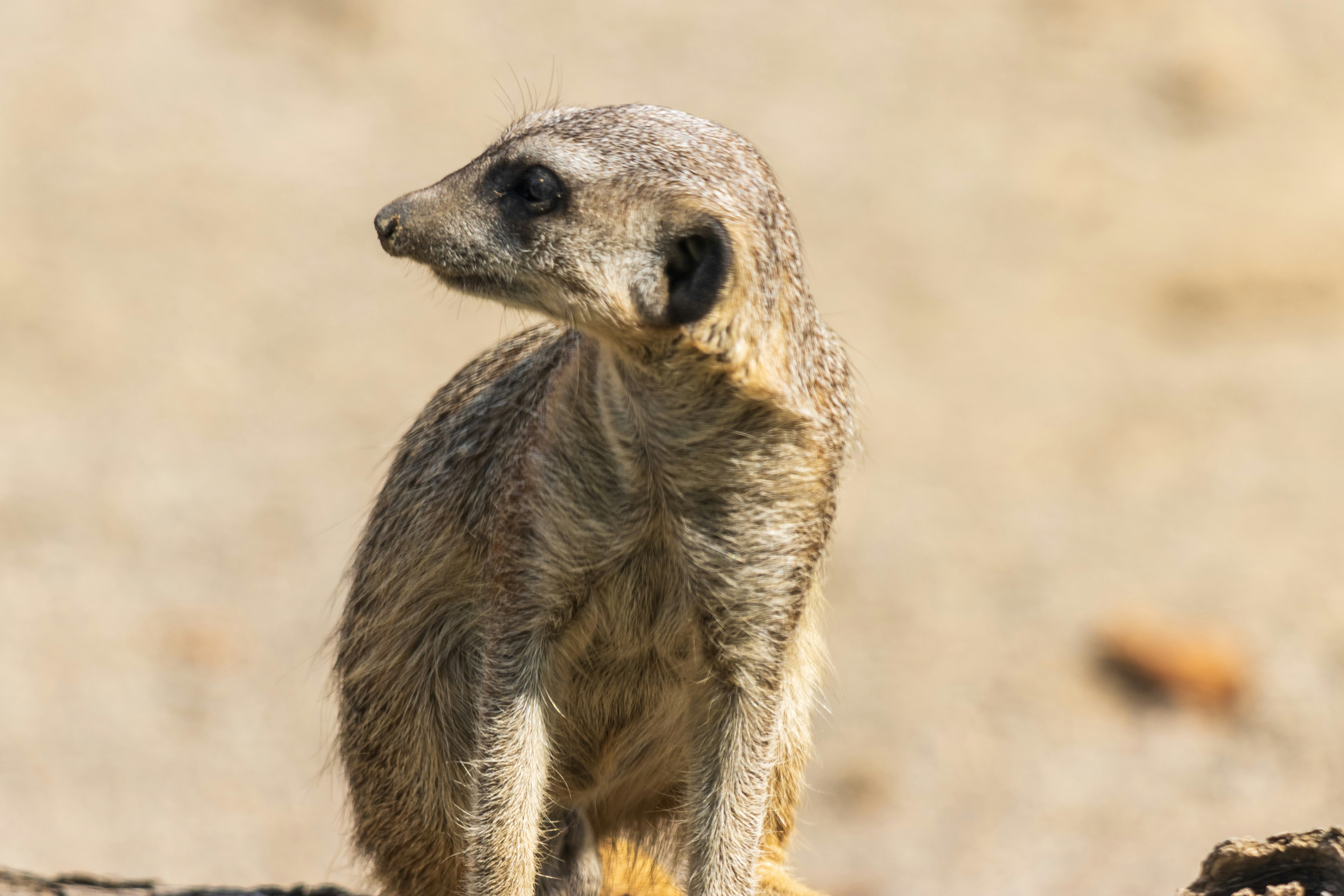 Photo by mechaowlstudios