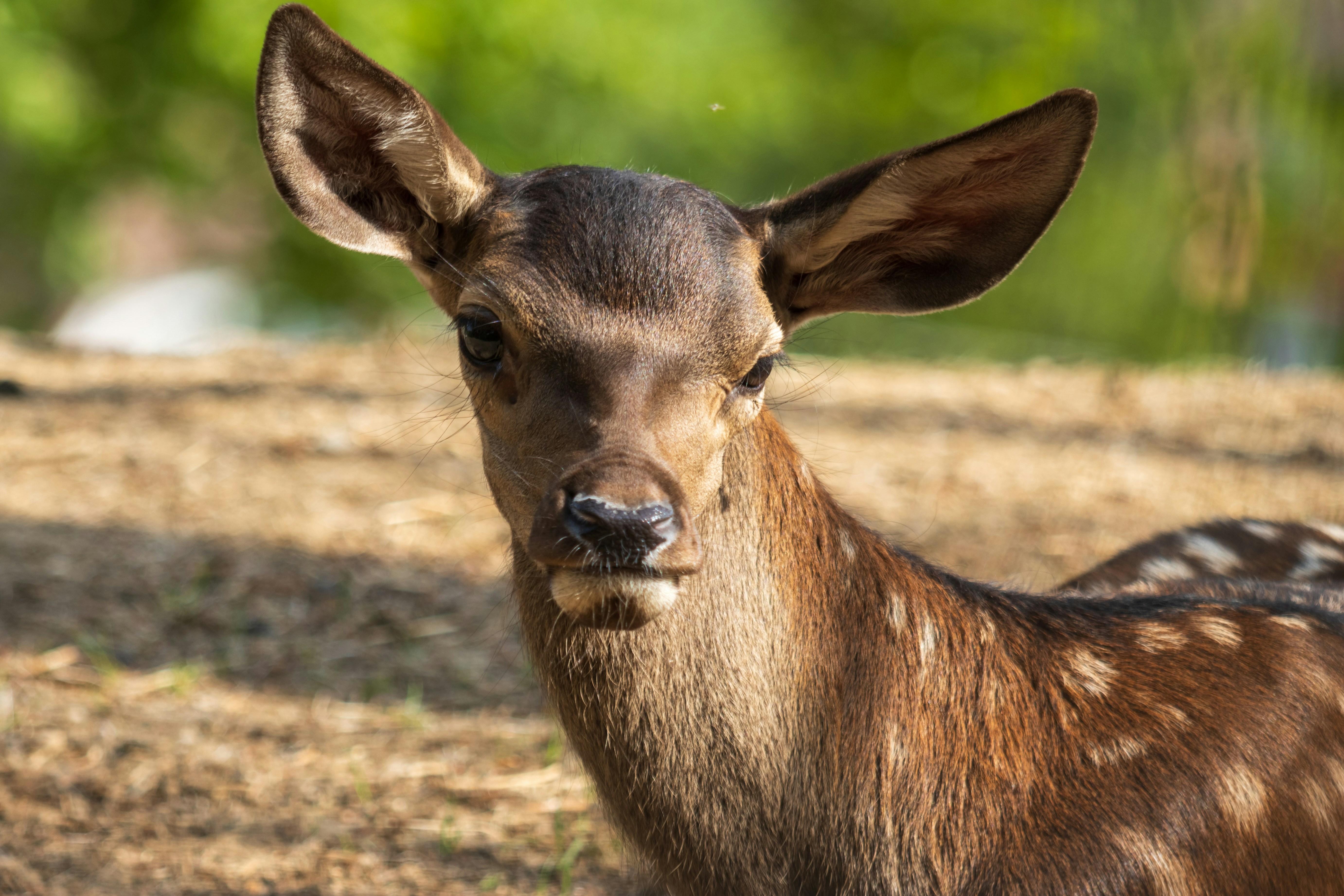 Photo by mechaowlstudios