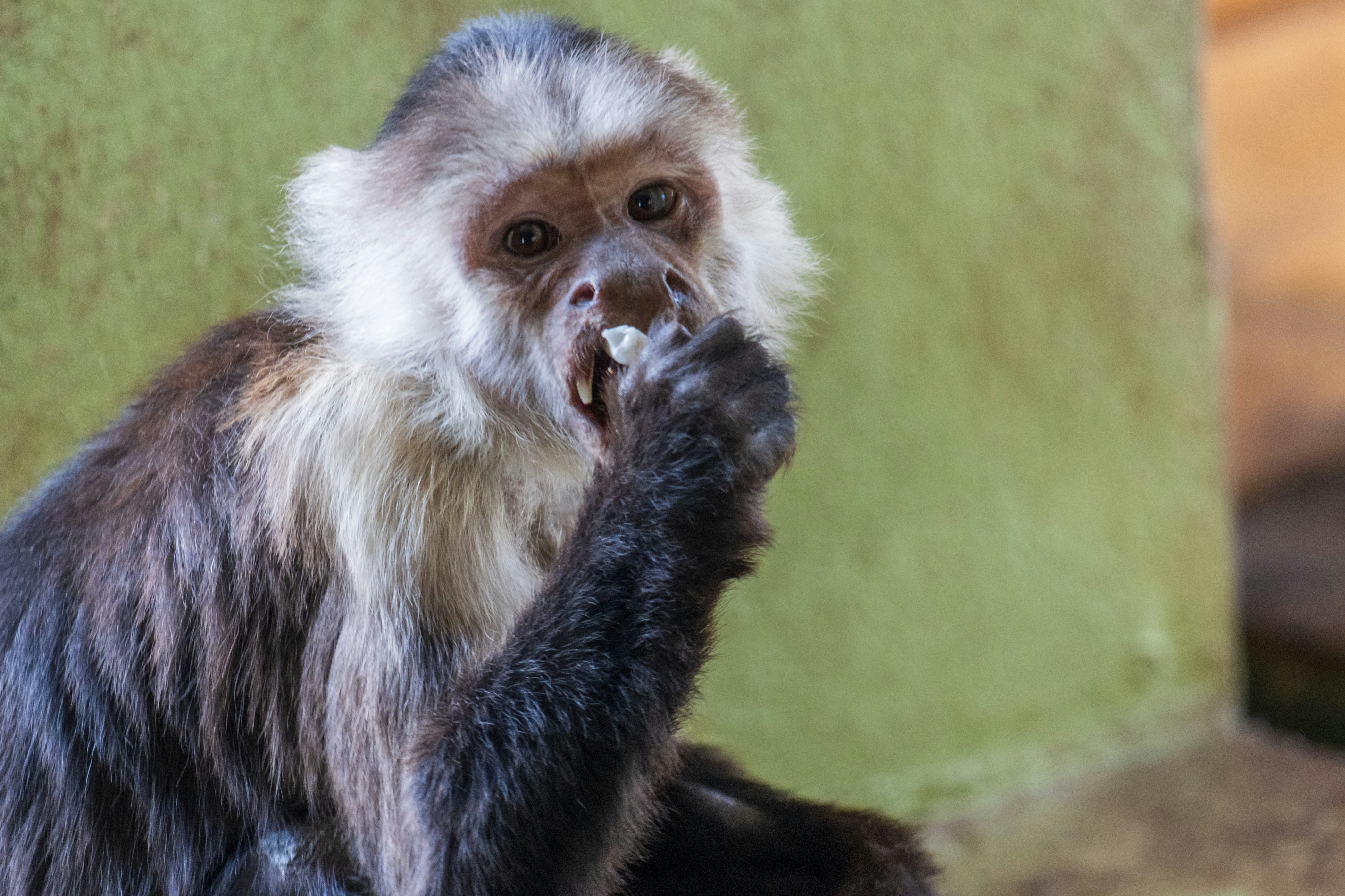 Photo by mechaowlstudios