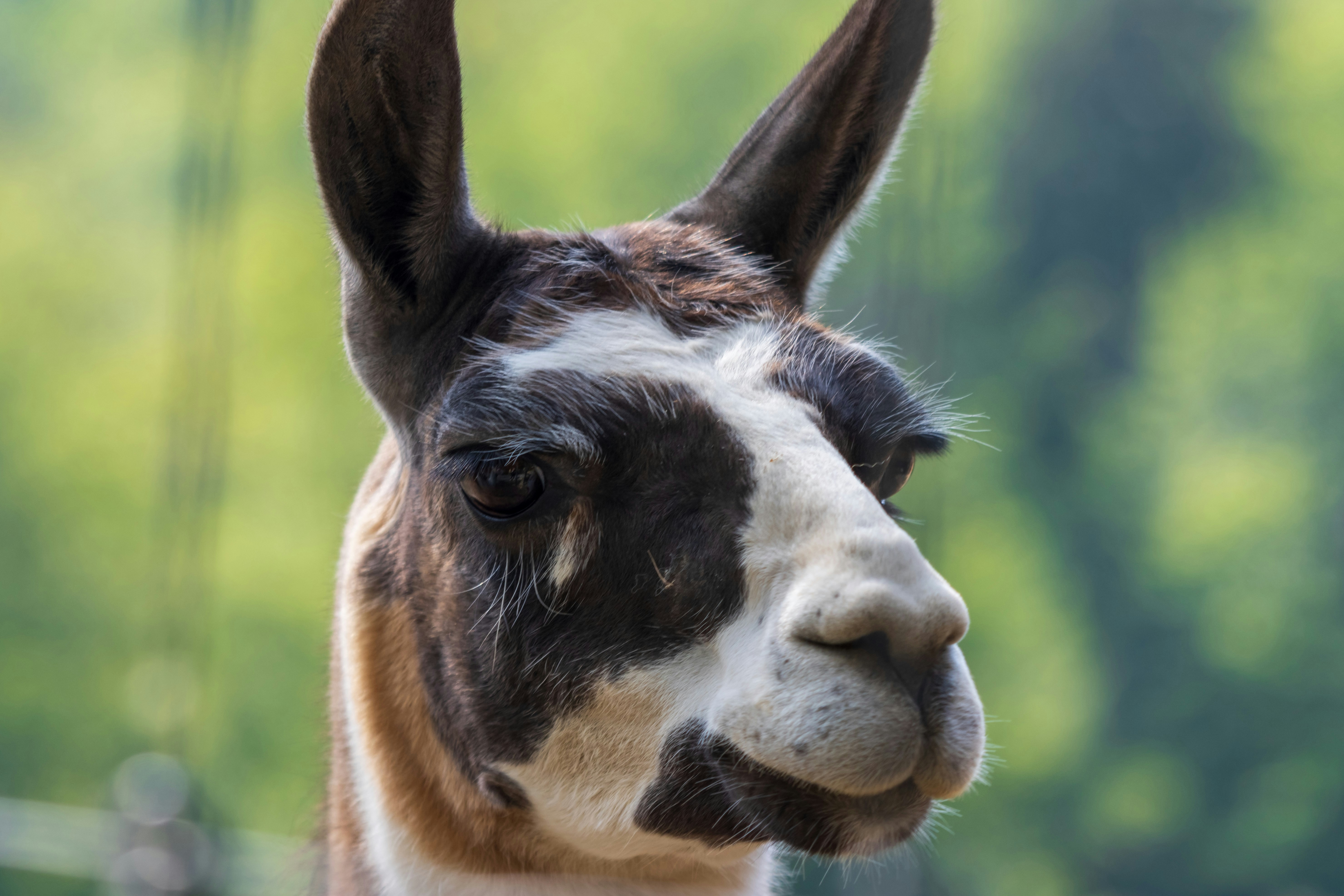 Photo by mechaowlstudios