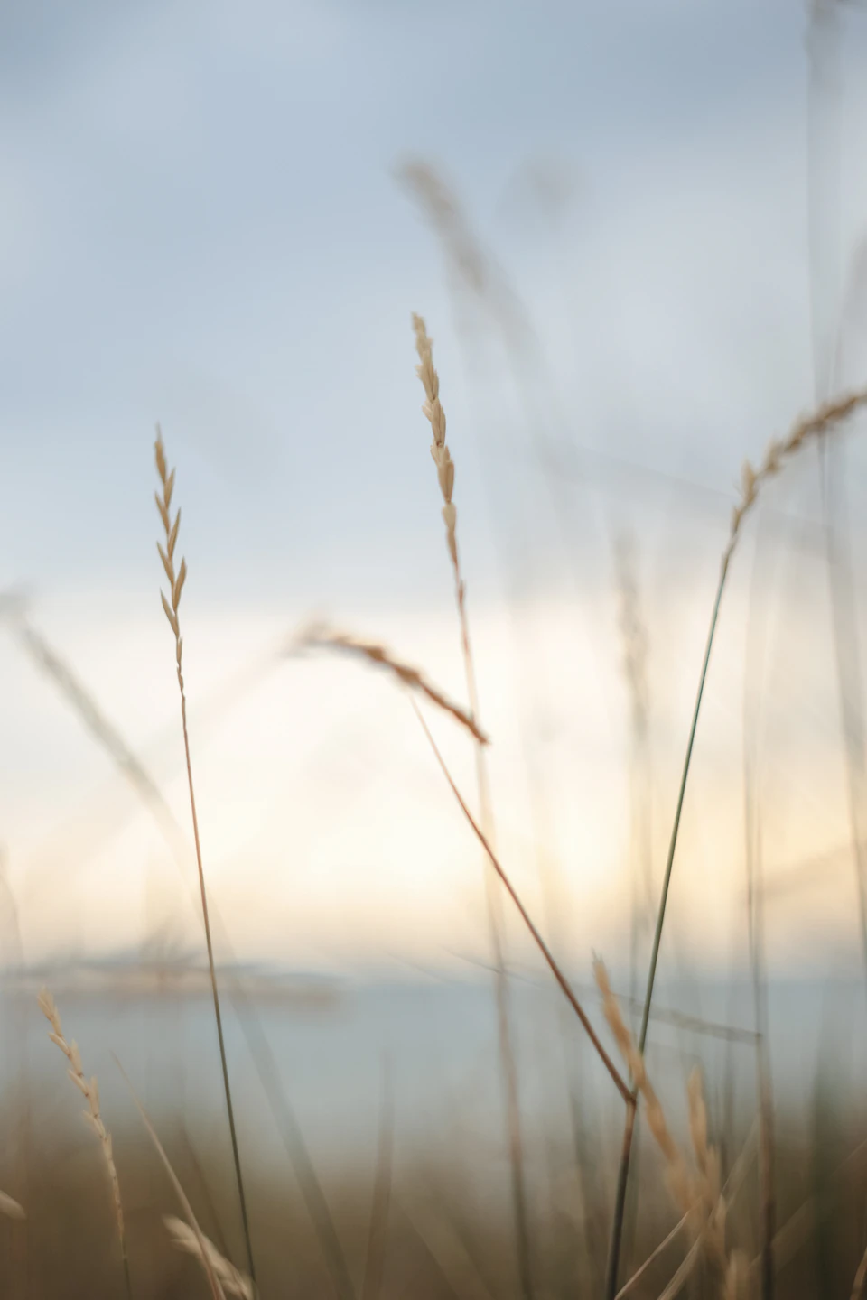 The image depicts a field with tall, dry grass swaying gently in the breeze. The perspective is from below, looking up at the grass and sky, creating a sense of height and grandeur. In the distance, beyond the field, there are trees visible against the horizon line, adding depth to the scene.