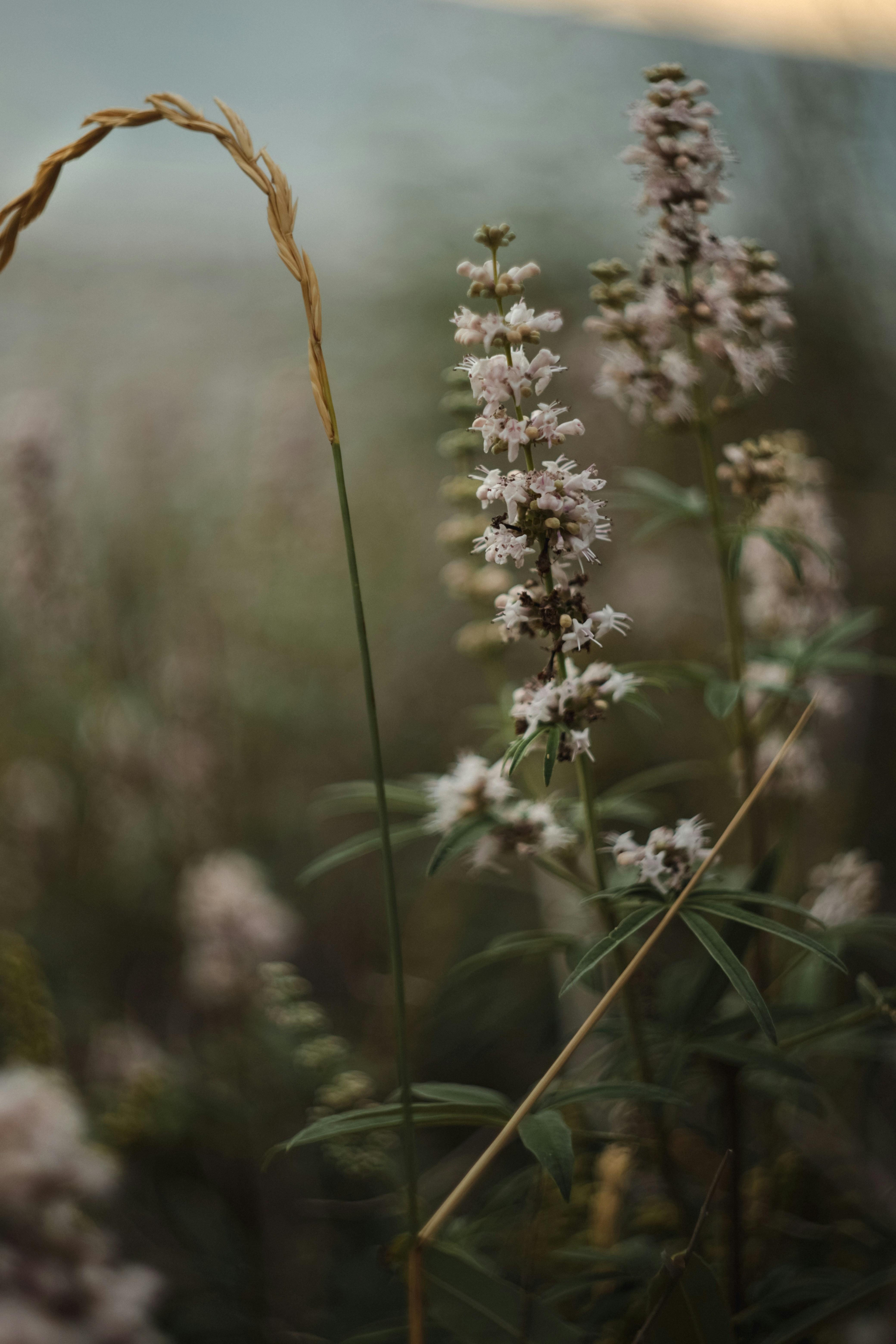 Photo by ankumpan