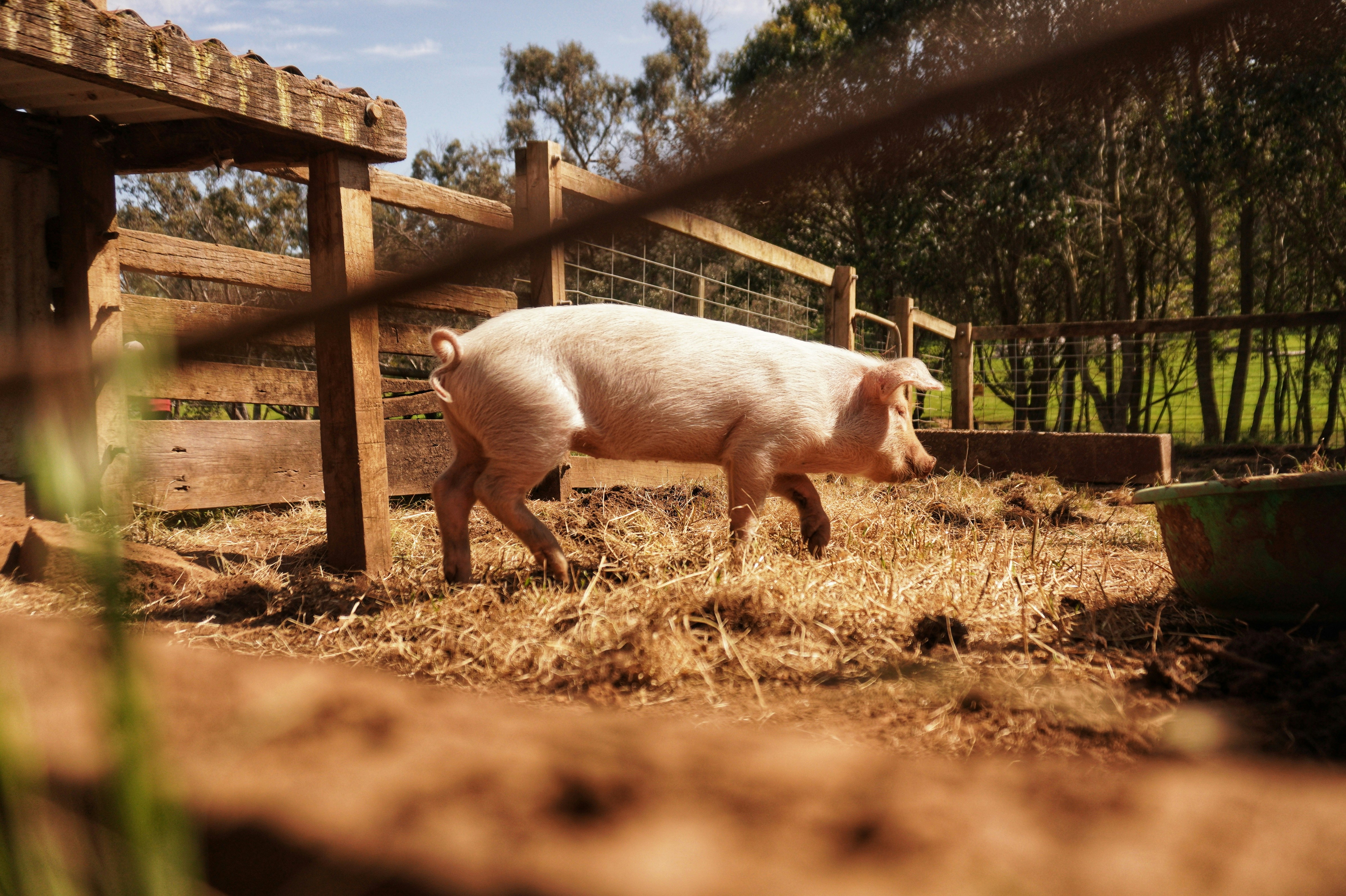 25년 양돈농가, 두당 8만 1천원 순수익 ‘대박’ 🐖
