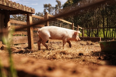 A pig walking around in a fenced in area