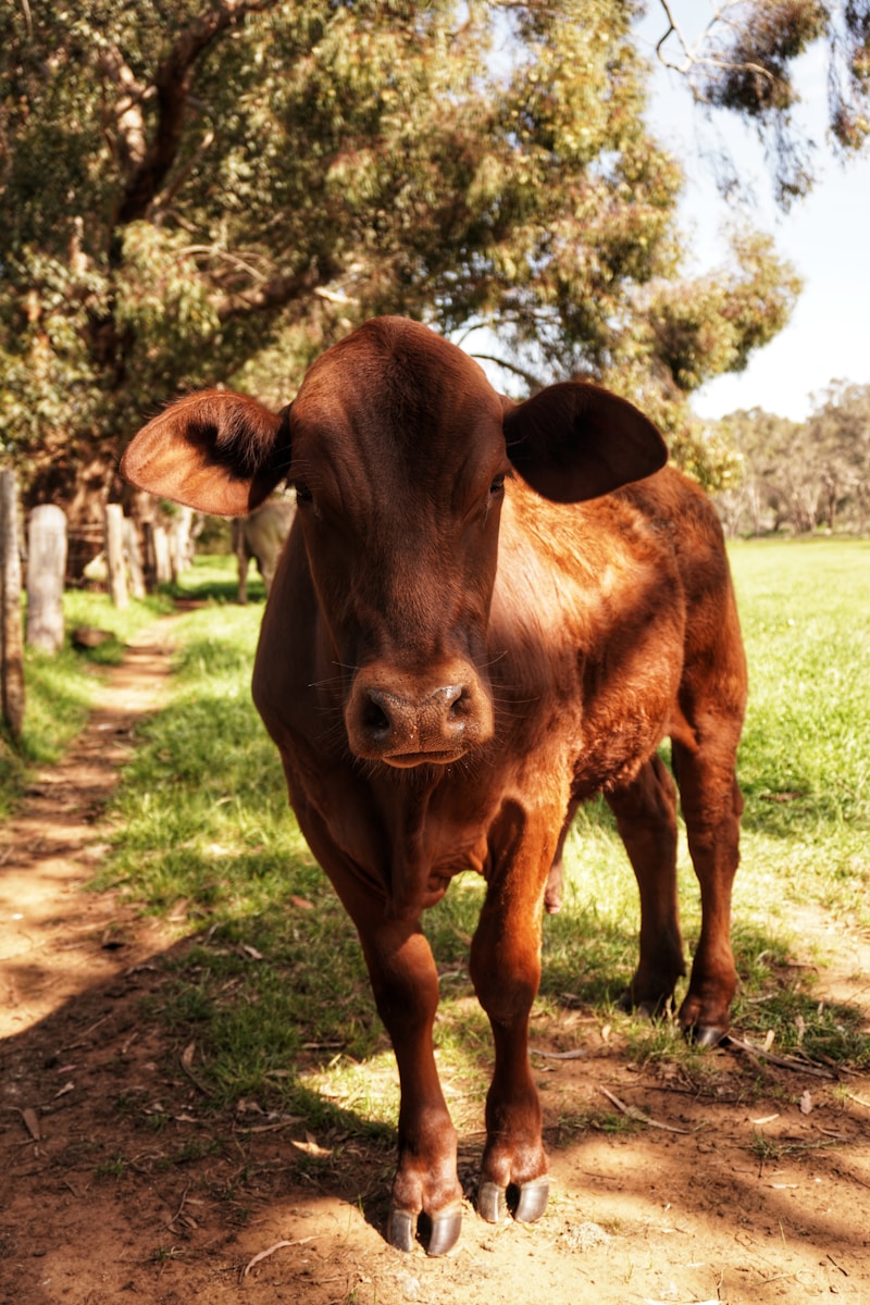 Kimberley Downs aerial