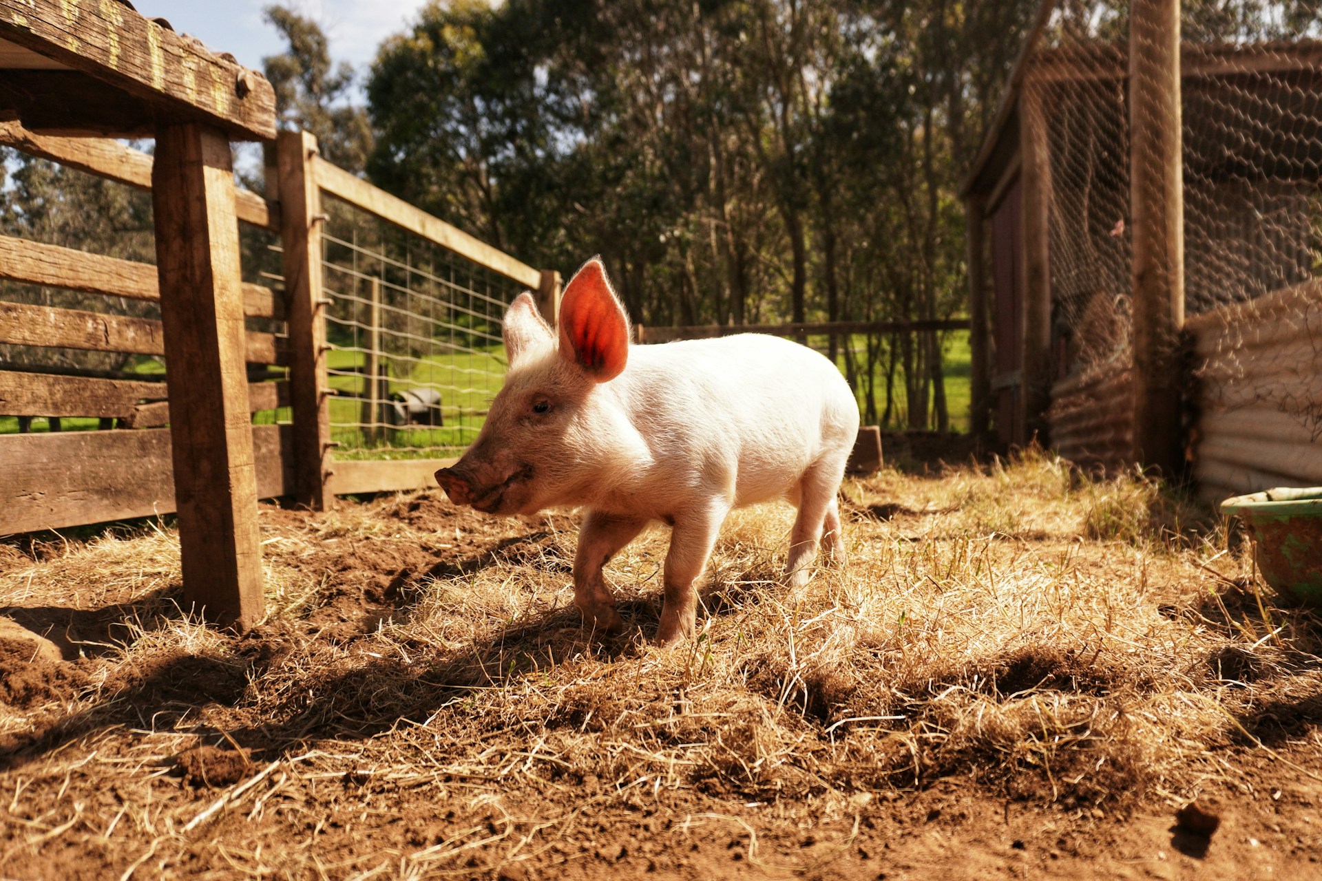 A small pig is standing in a fenced in area