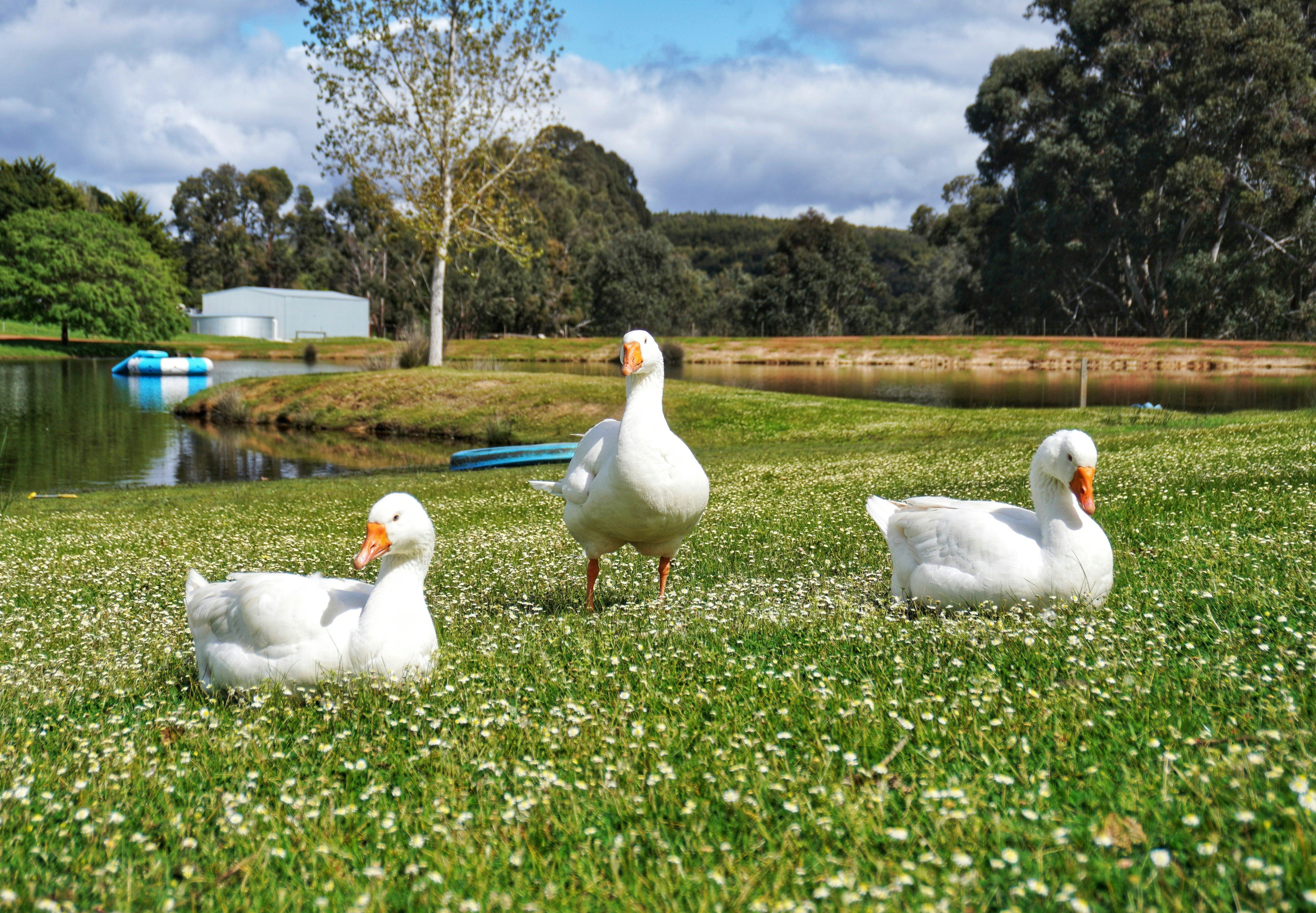 A group of ducks standing on top of a lush green field photo – Free ...