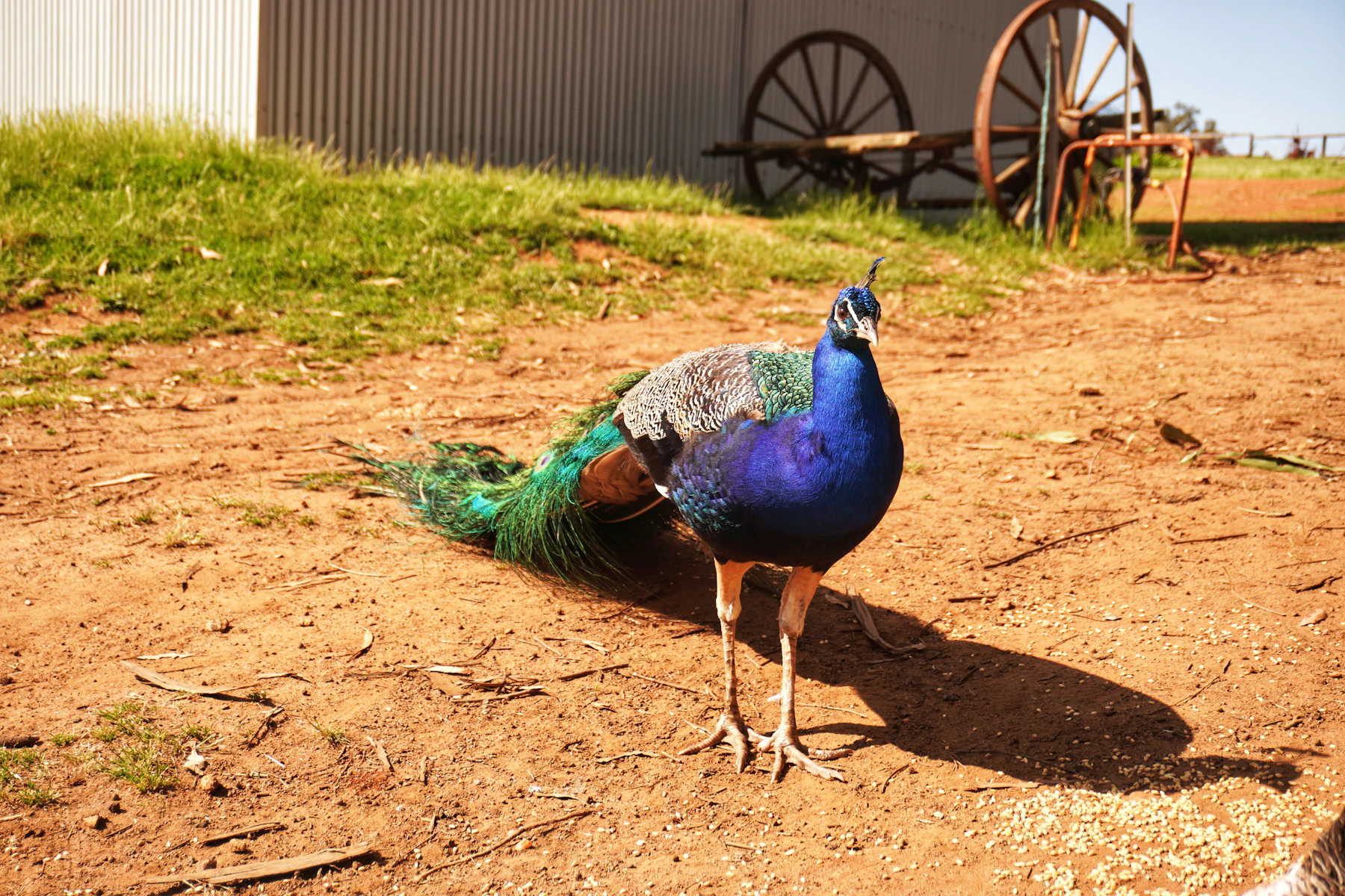 A blue peacock standing on bare earth in front of a tin shed