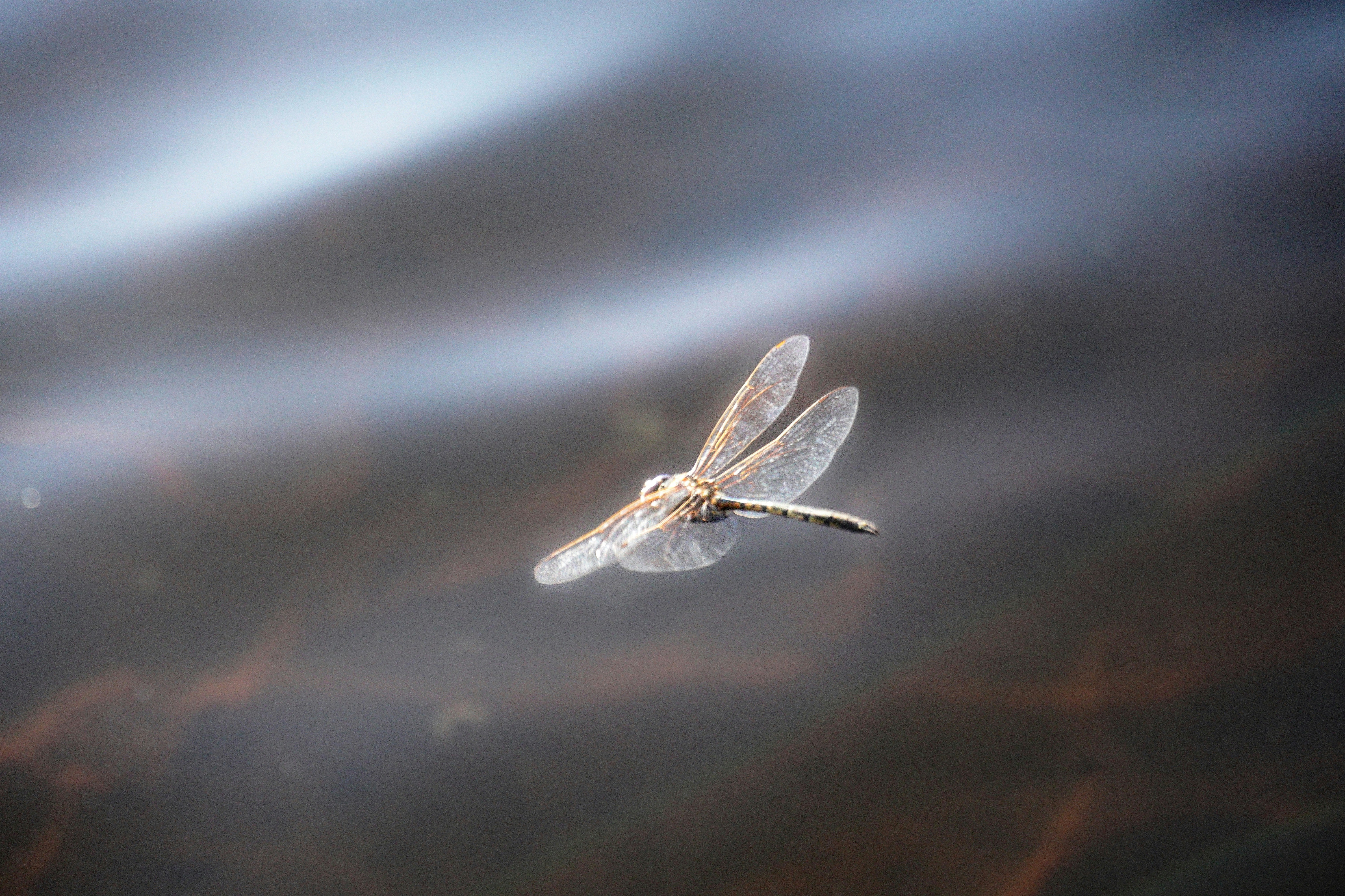 A dragon flys over a body of water