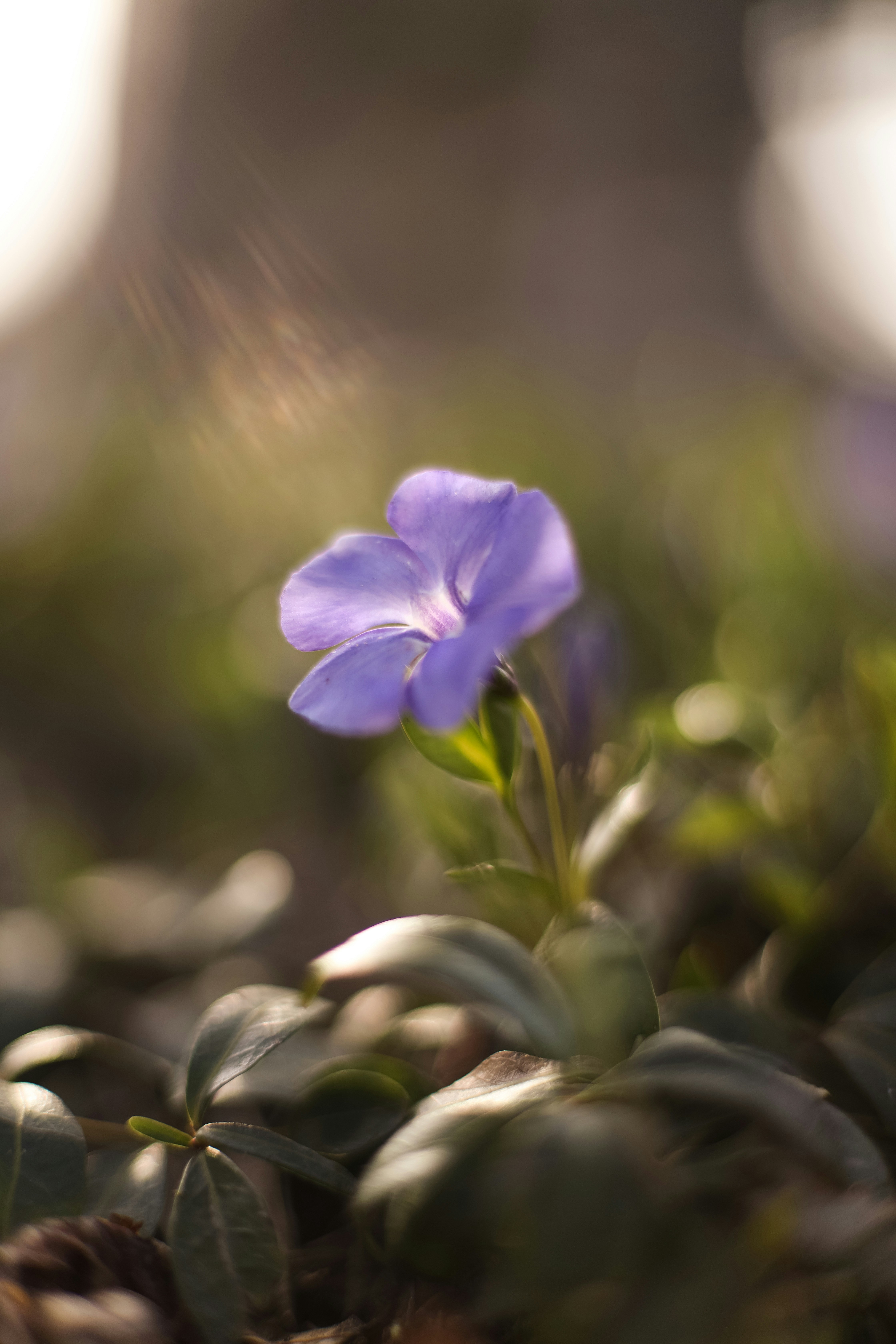 Photo by ankumpan