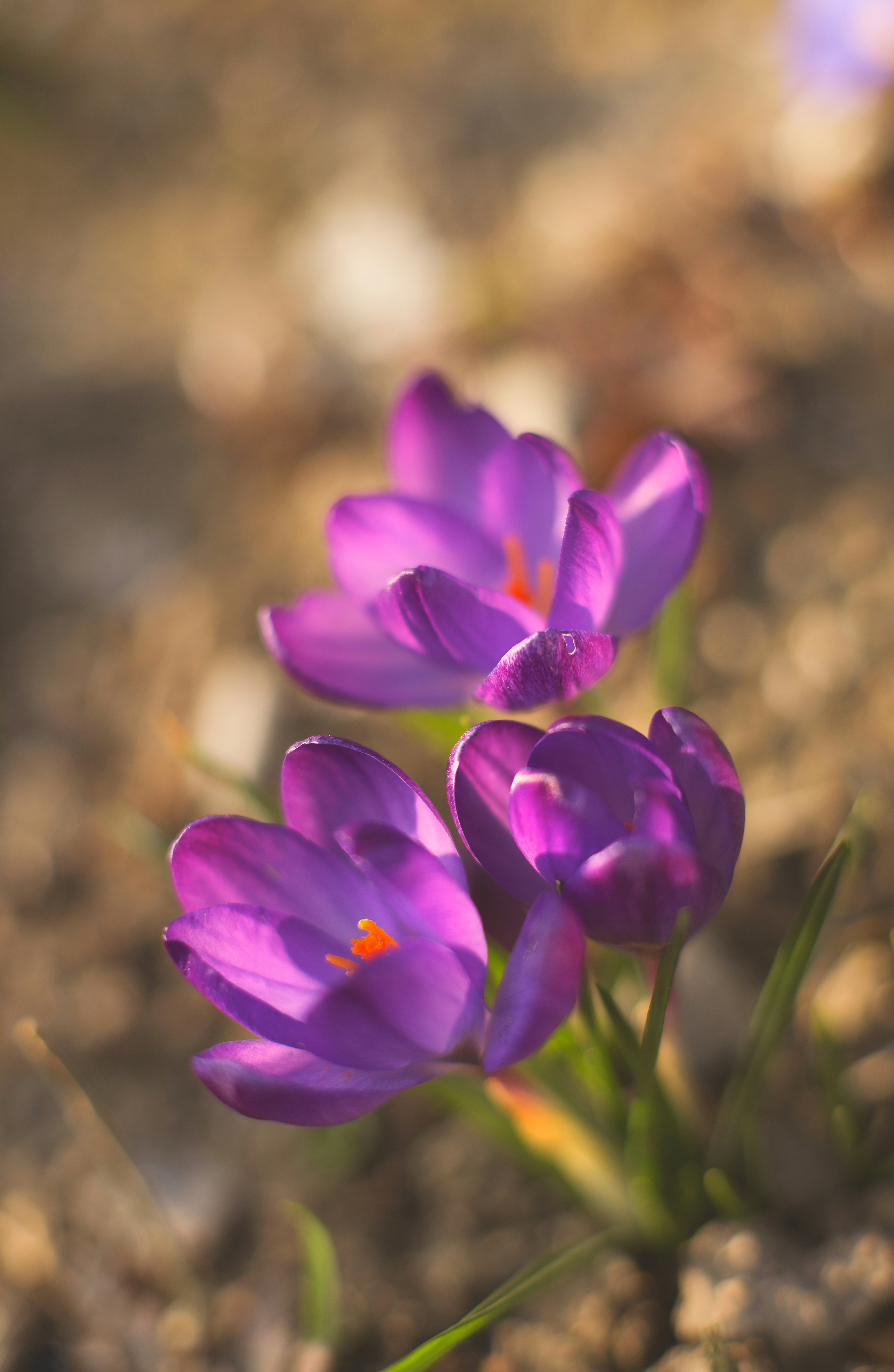 Photo by ankumpan