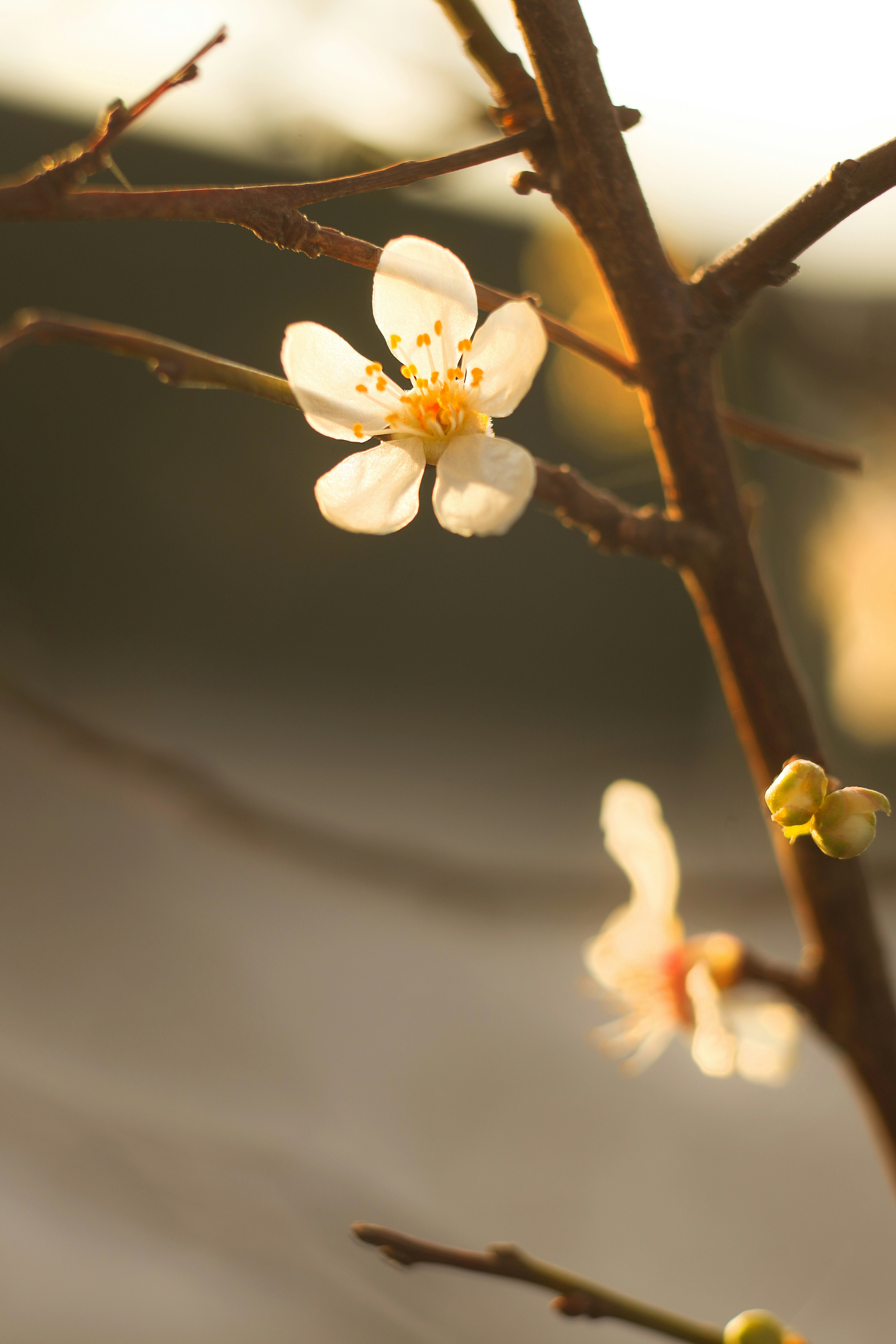 Photo by ankumpan