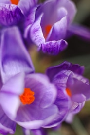 A bunch of purple flowers with orange centers
