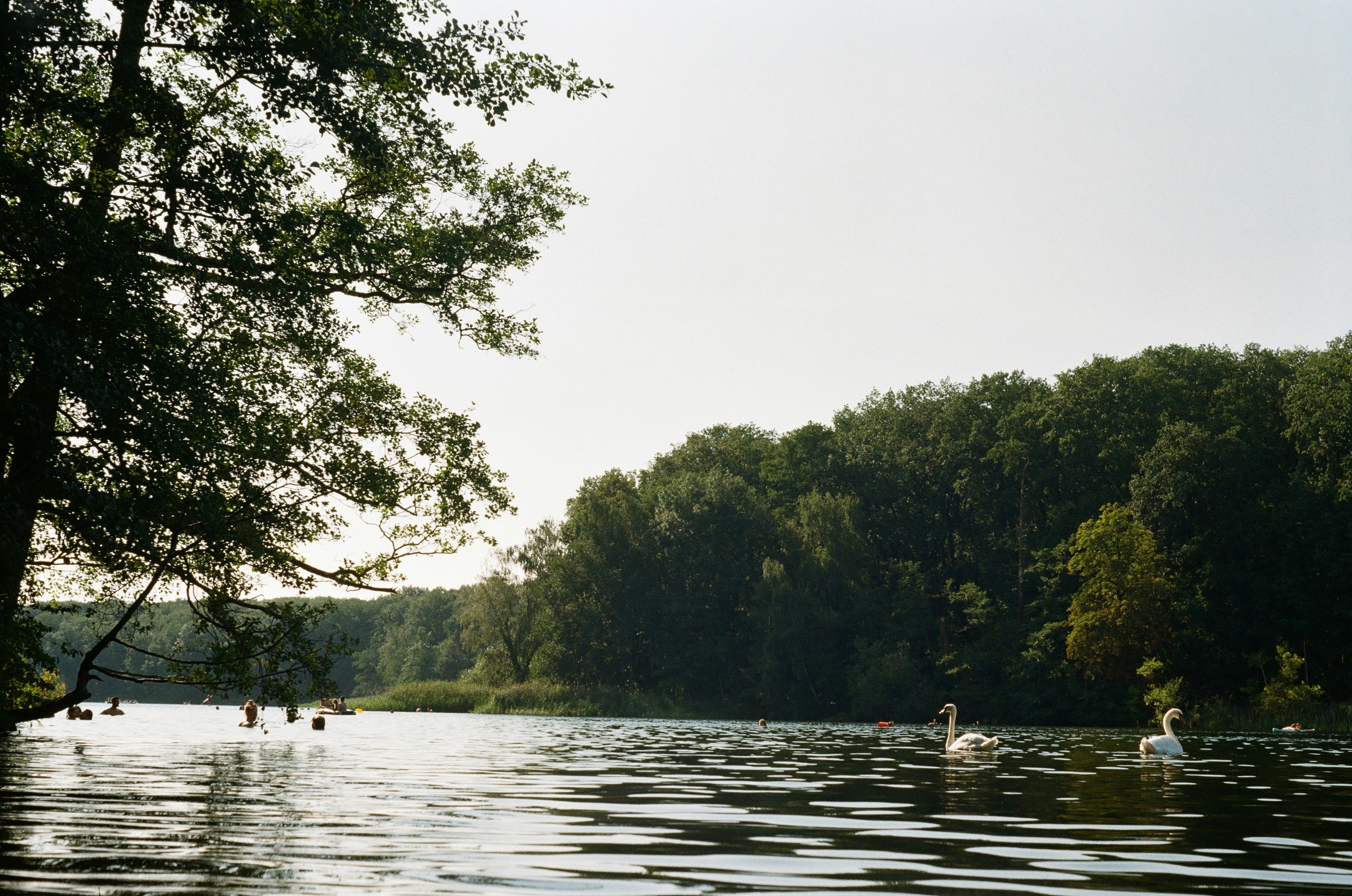A body of water with trees in the background