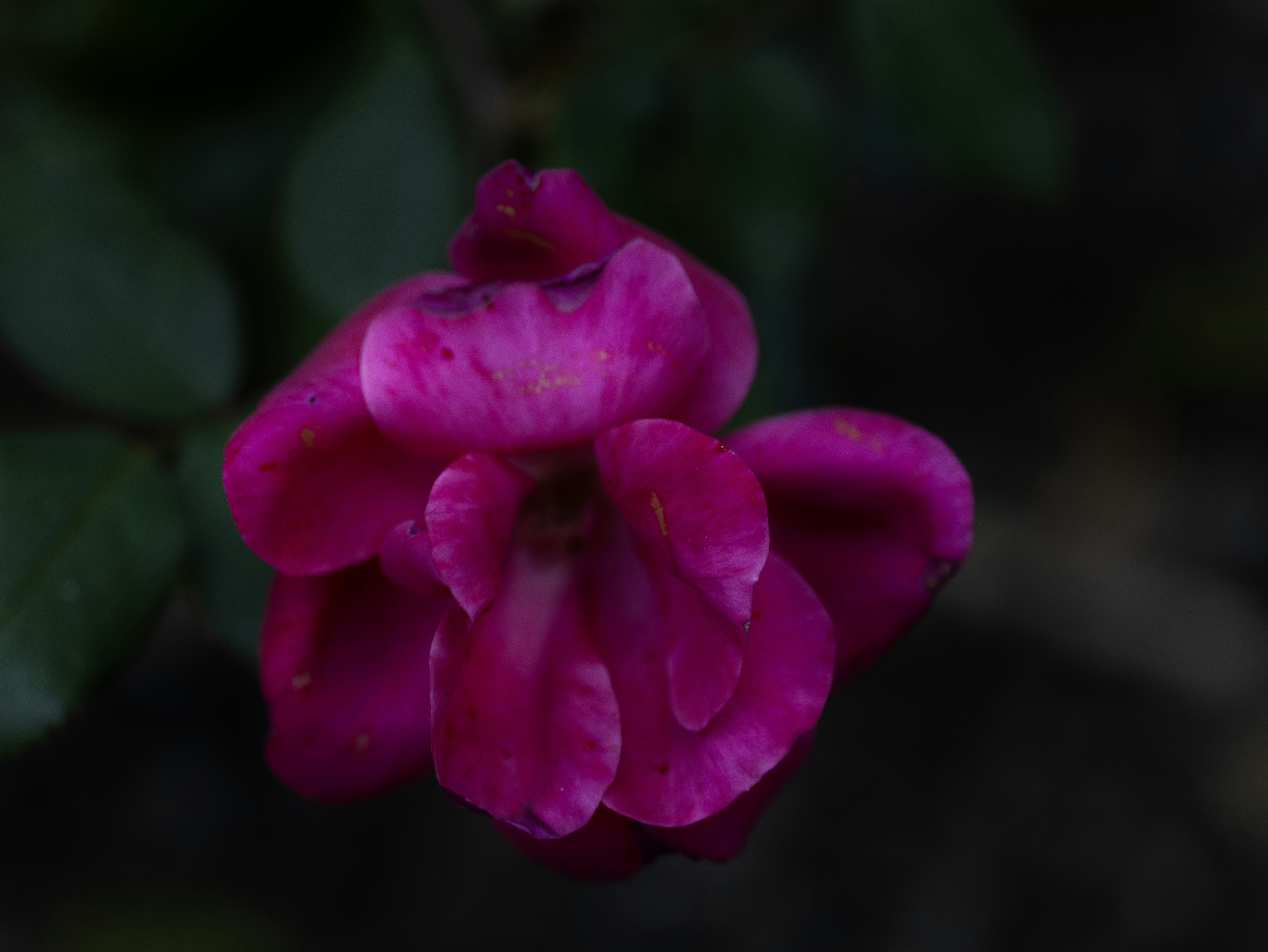 Photo by etherealpics