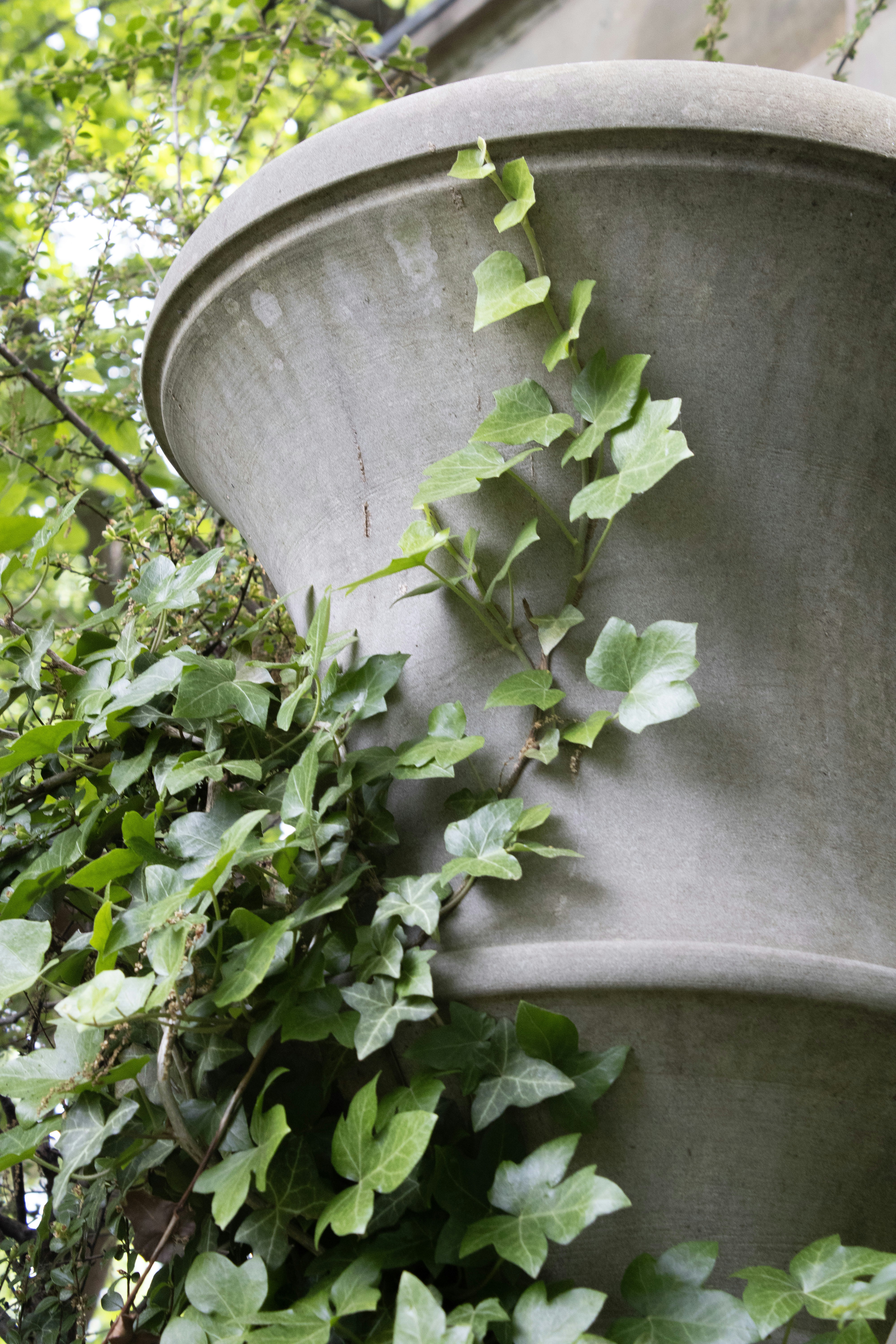 A plant growing on the side of a building