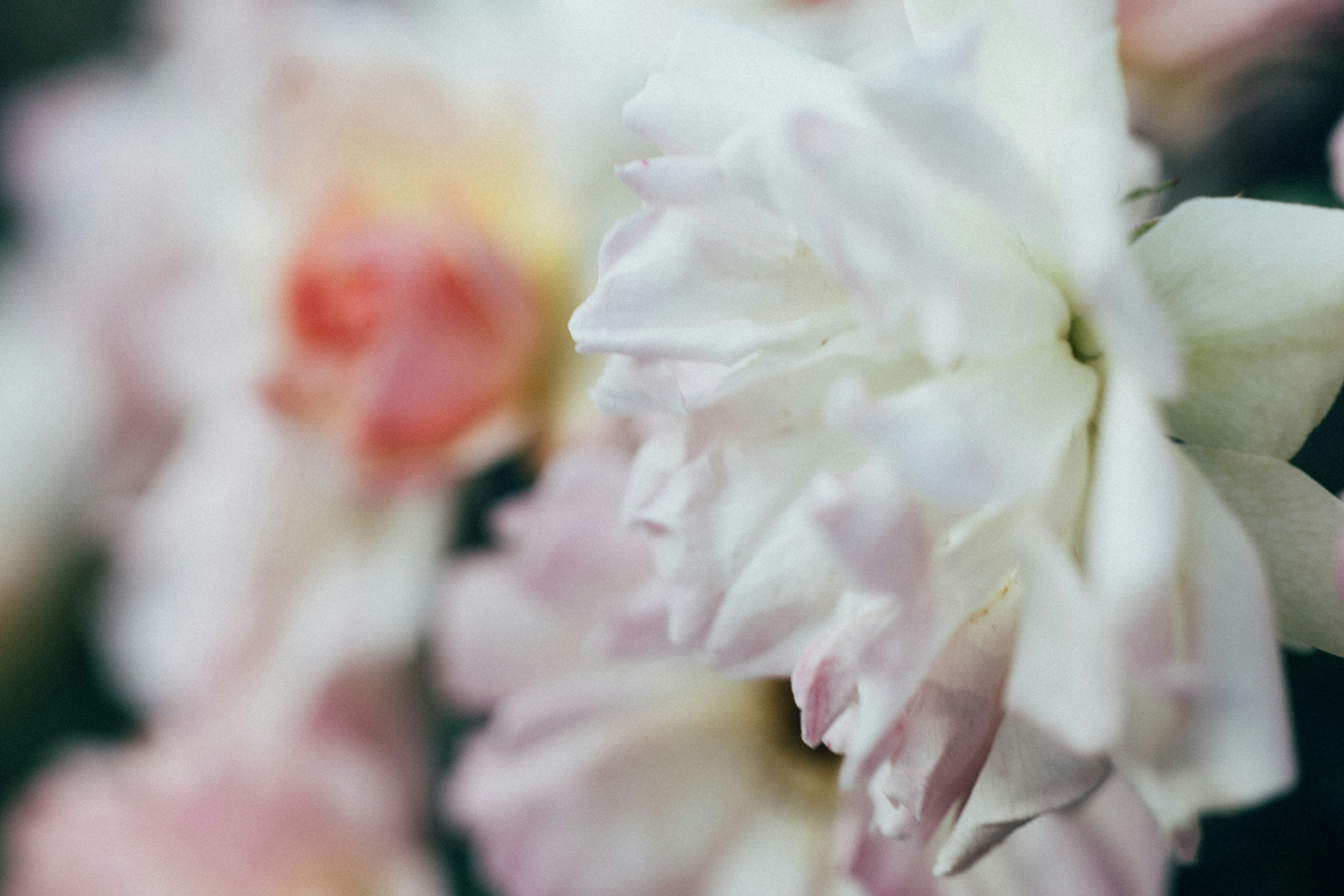 Photo by tsuyoshikozu