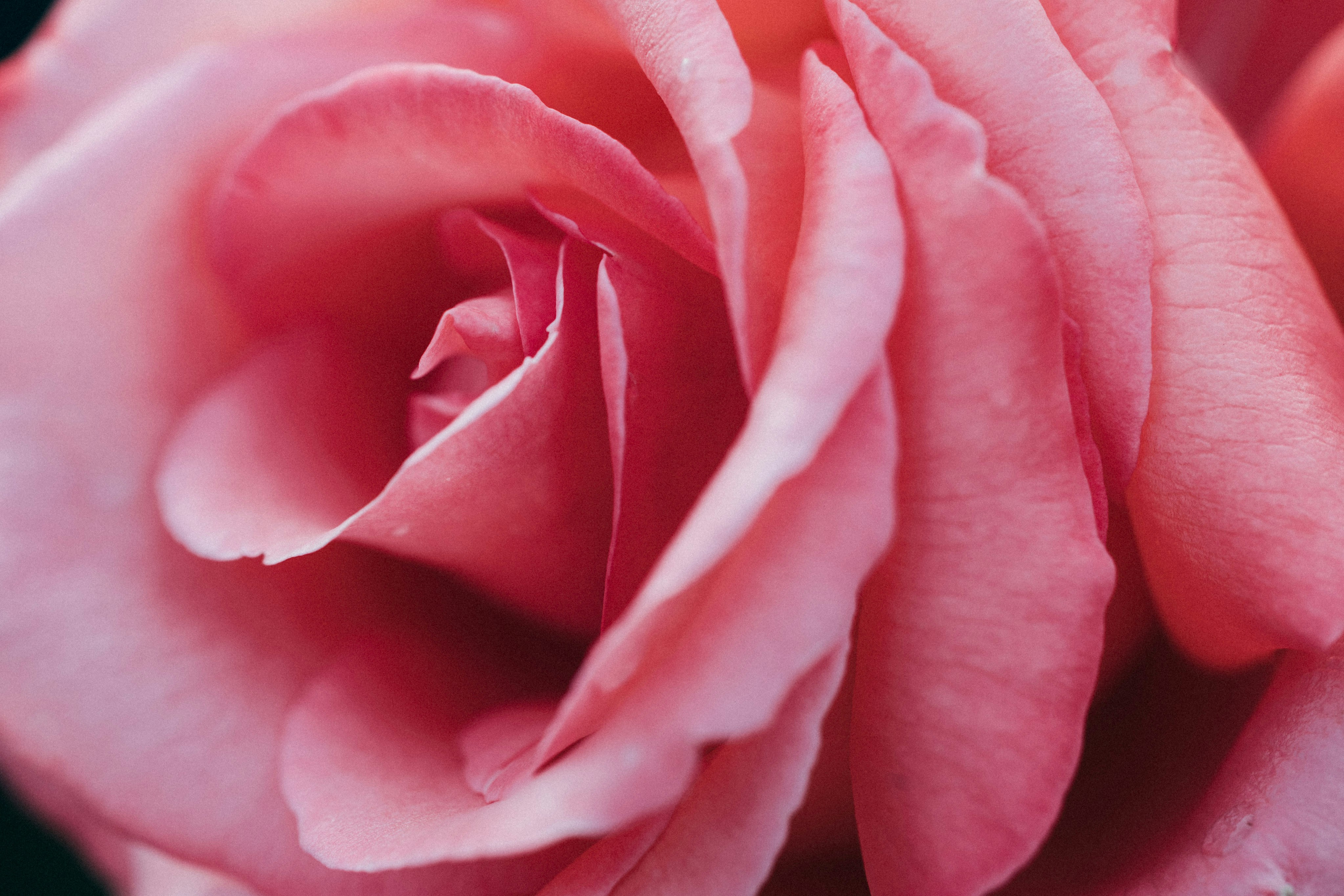 Photo by tsuyoshikozu