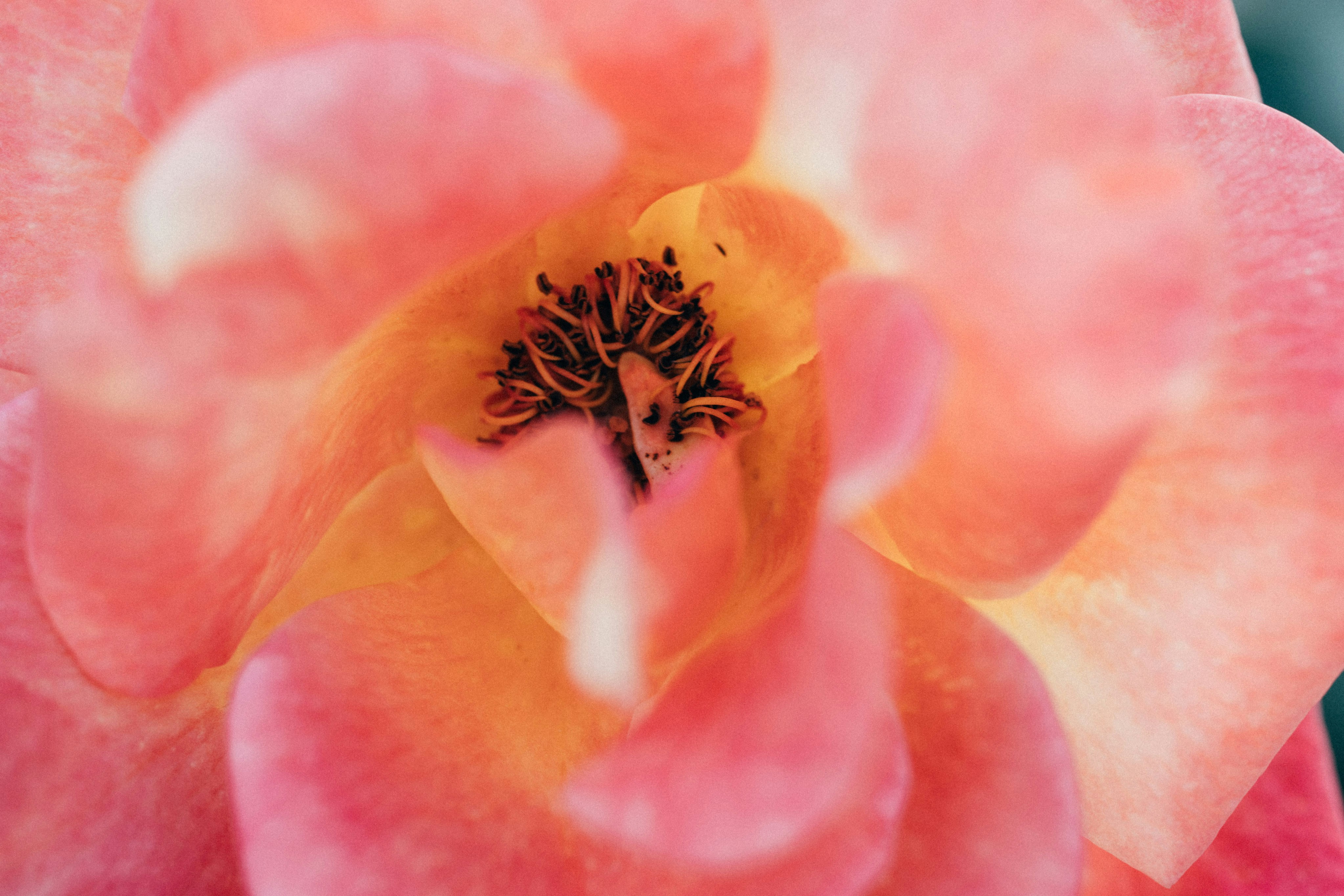 Photo by tsuyoshikozu