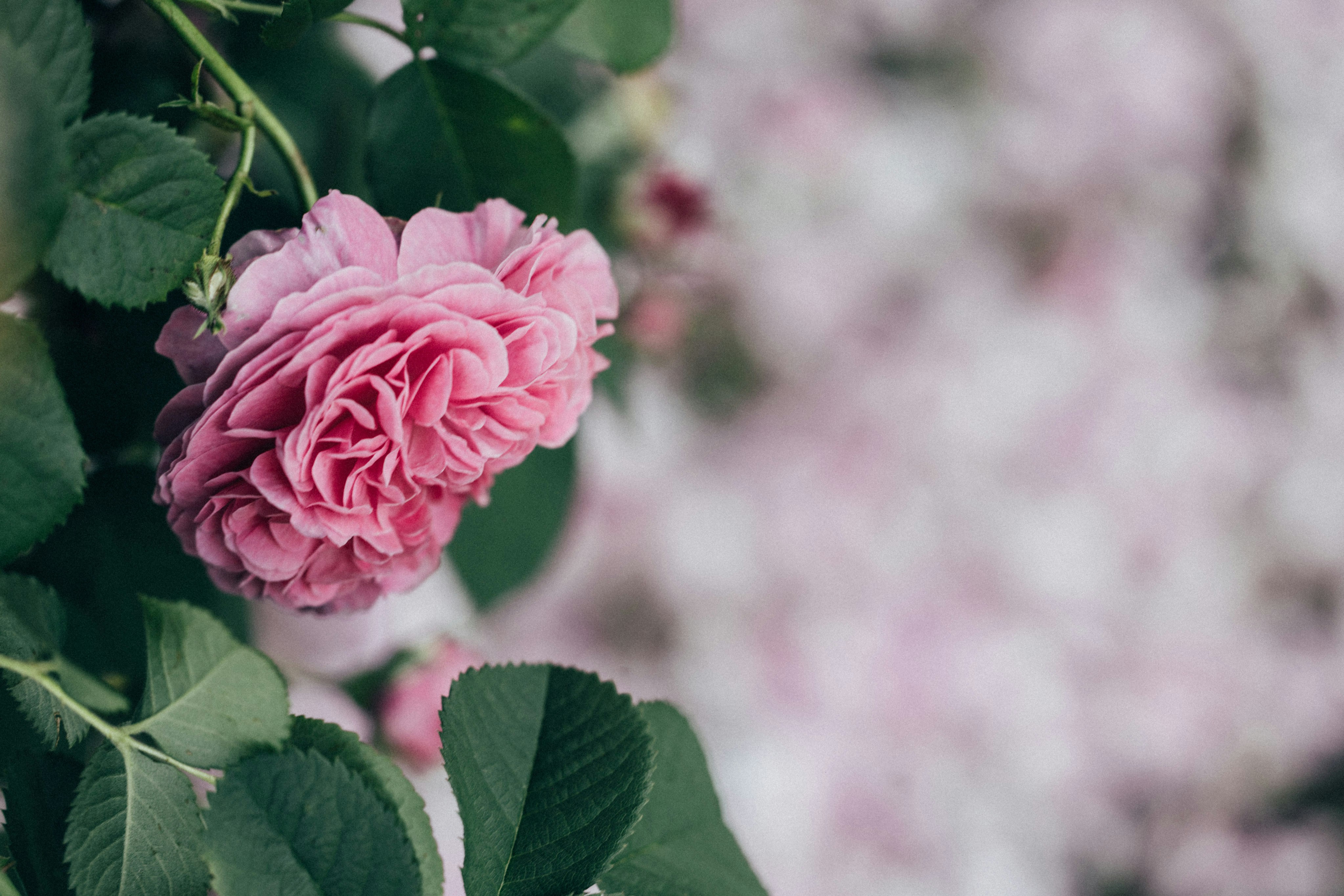 Photo by tsuyoshikozu