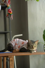 A cat laying on top of a wooden table