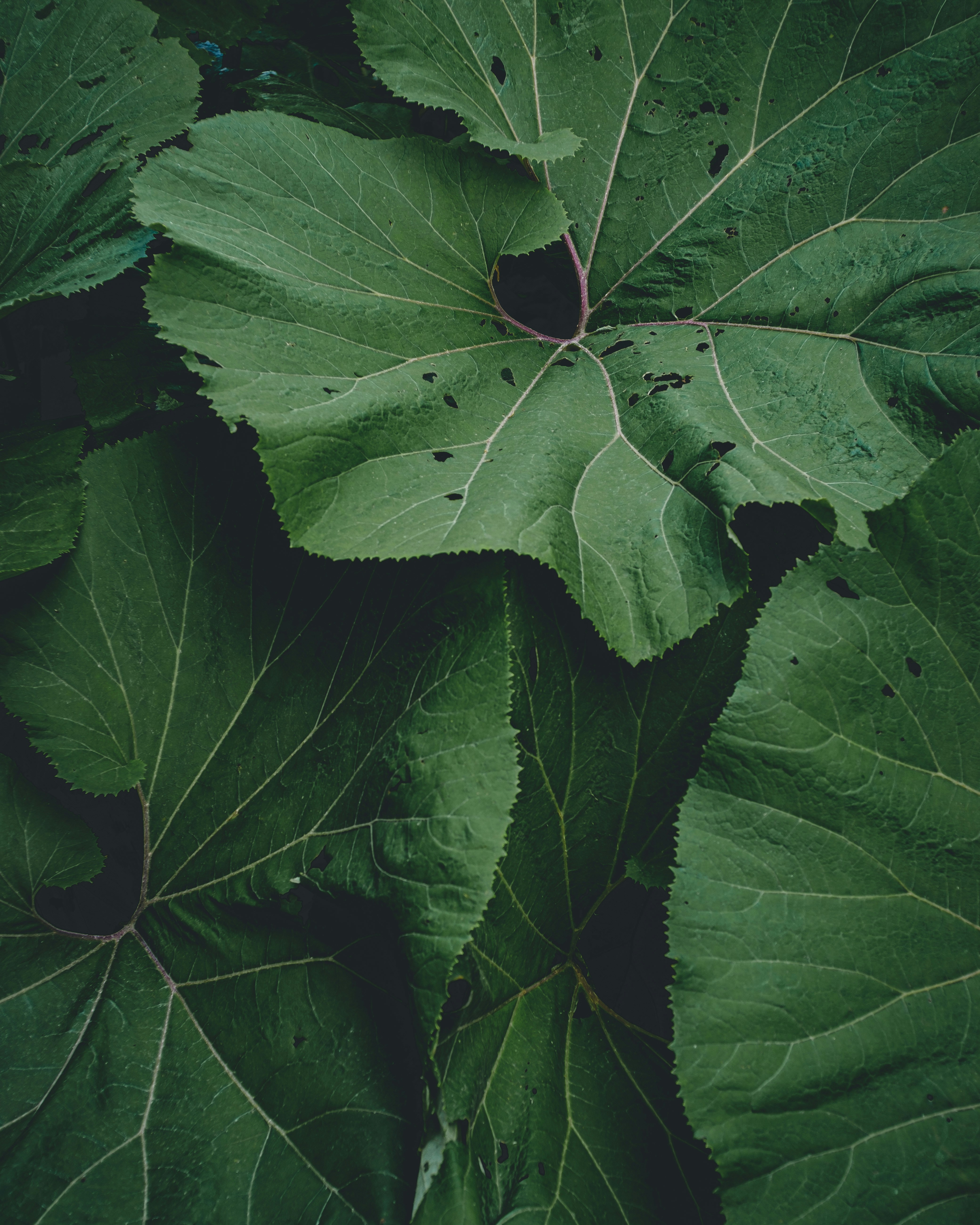 Photo by 360floralflaves